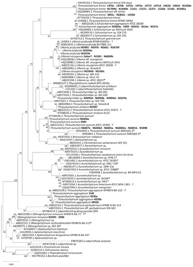 Marine Drugs | Free Full-Text | Screening of a Thraustochytrid 