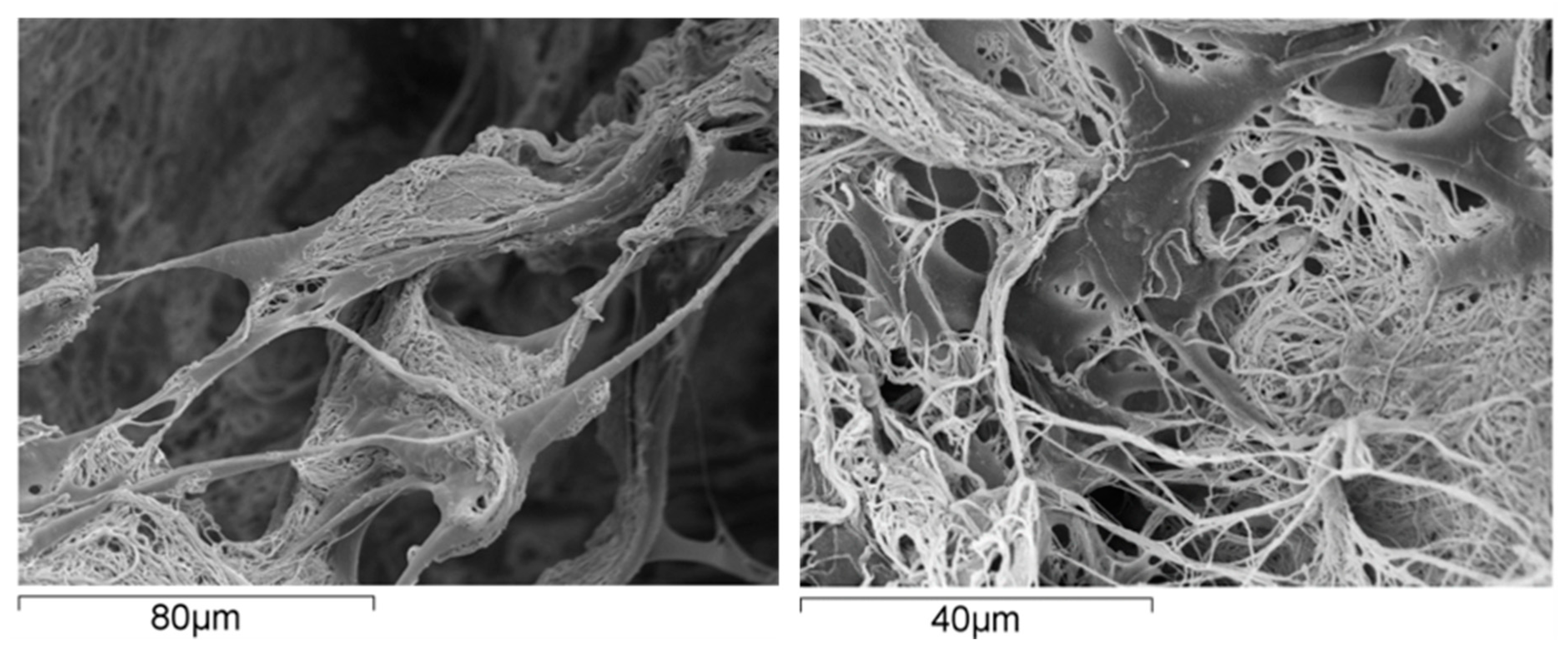 Marinedrugs 21 00212 g002 Marinedrugs 21 00212 g002