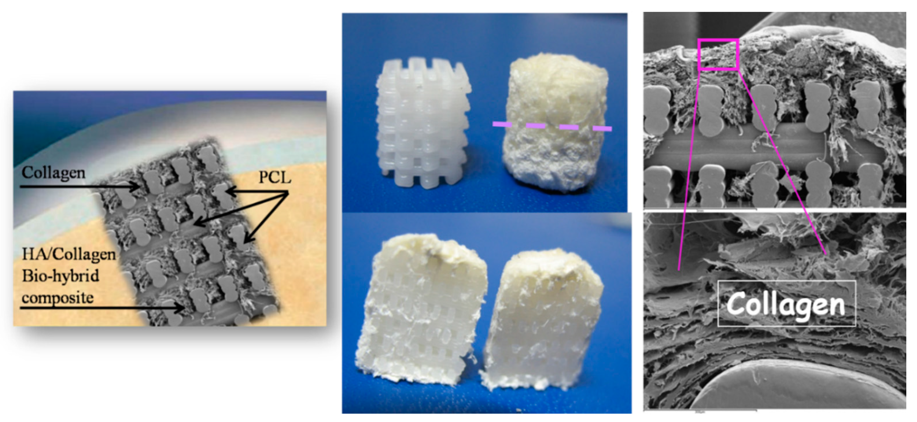 Marinedrugs 21 00212 g003 Marinedrugs 21 00212 g003