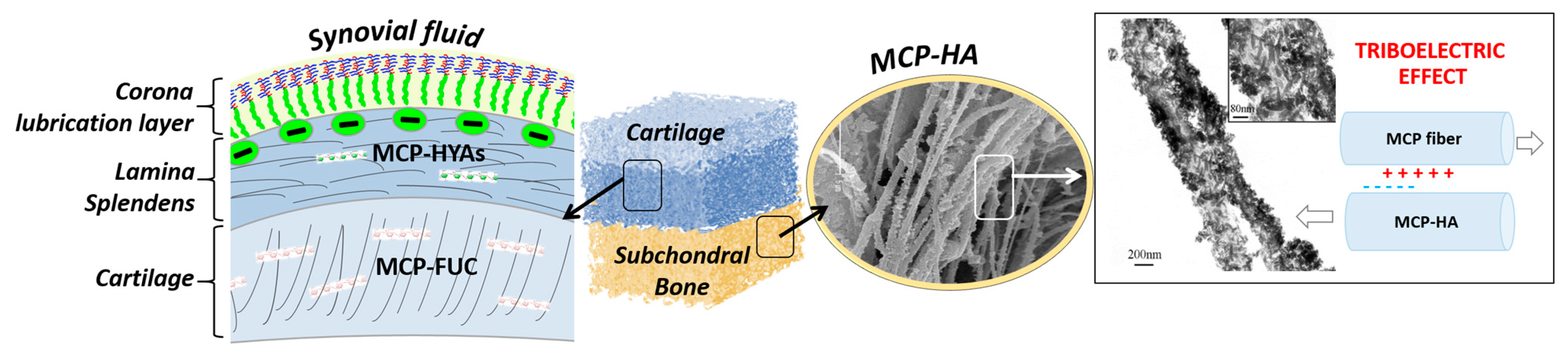 Marinedrugs 21 00212 g005 Marinedrugs 21 00212 g005