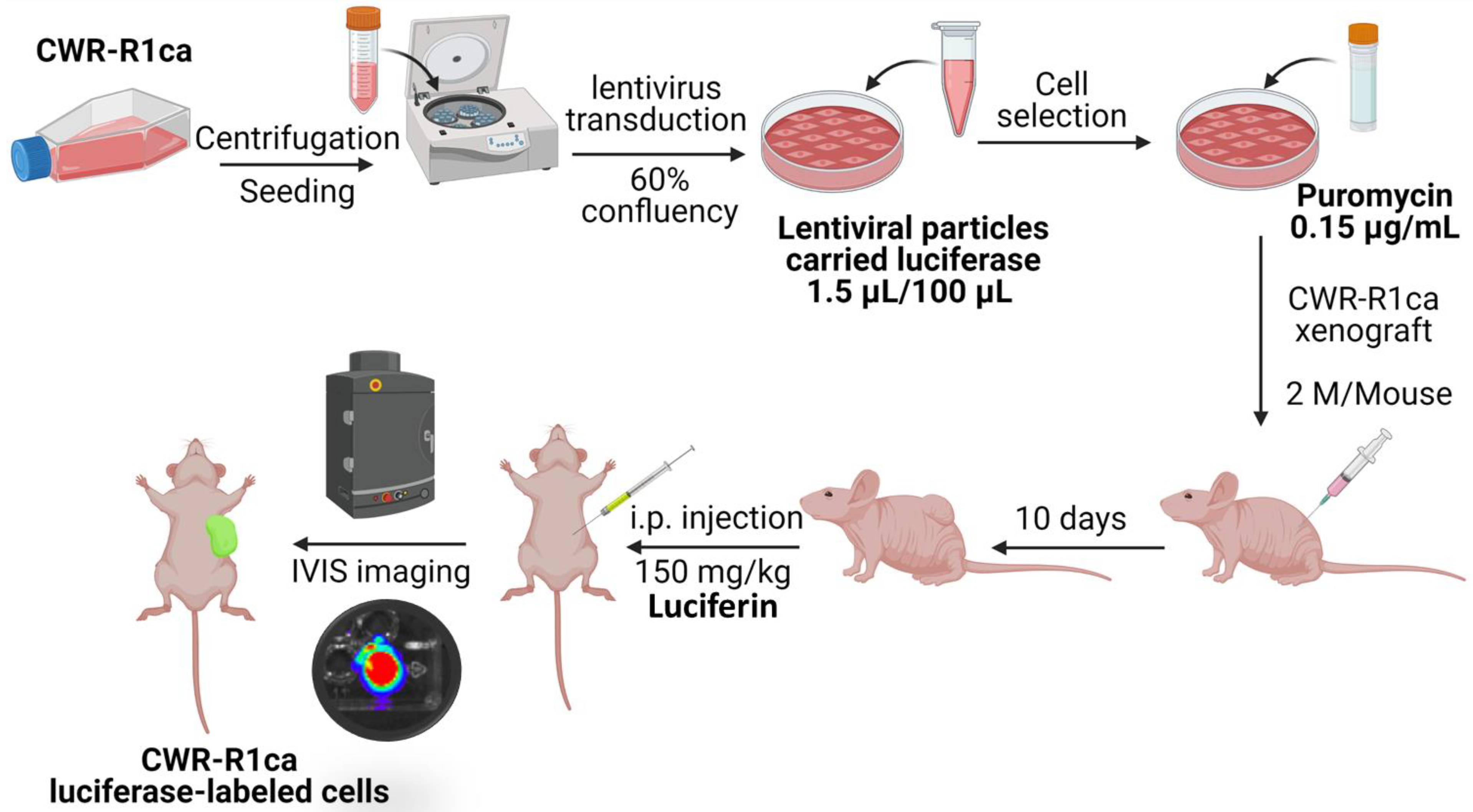 Marinedrugs 21 00215 g005 Marinedrugs 21 00215 g005