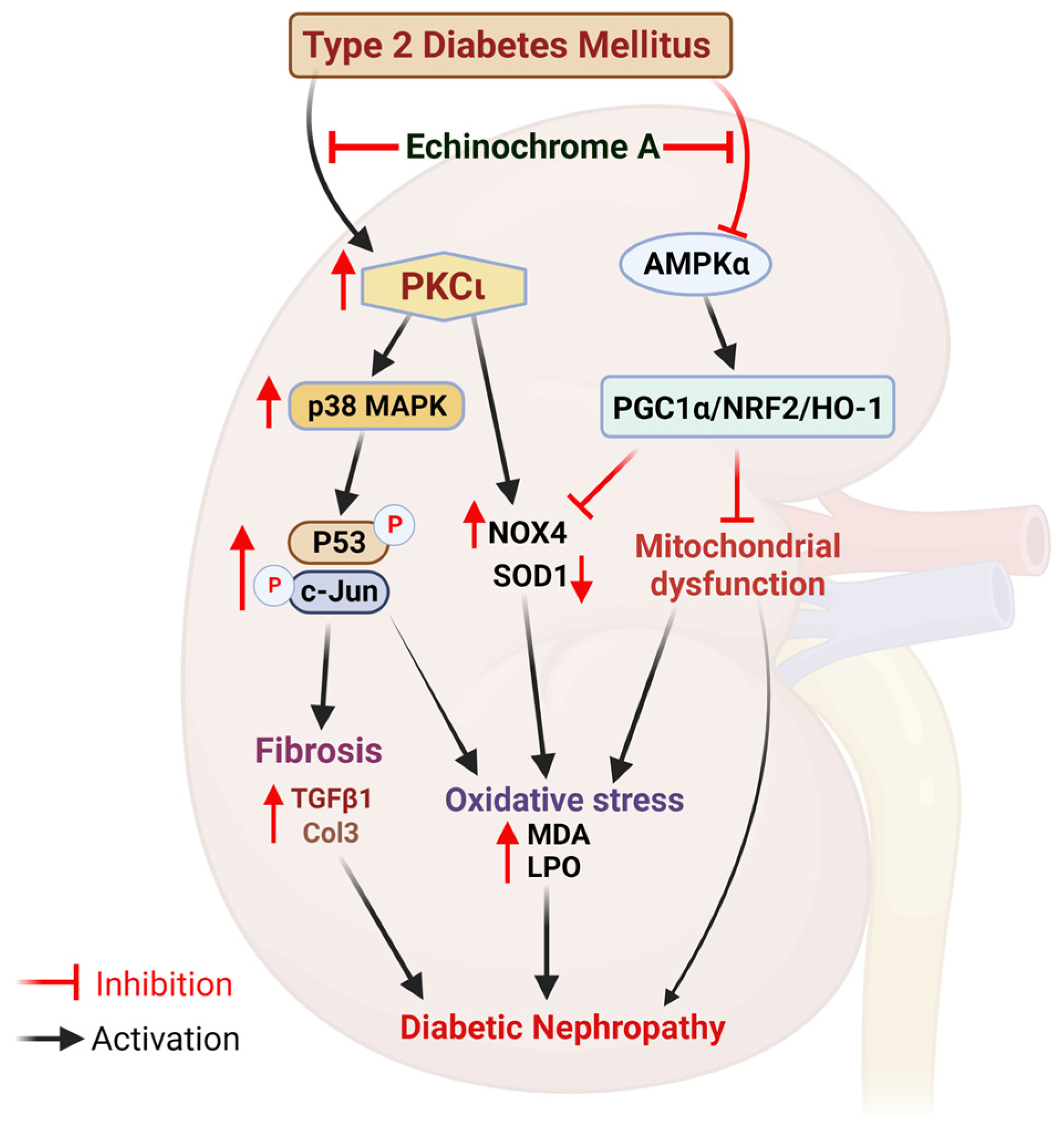 Marinedrugs 21 00222 g006 Marinedrugs 21 00222 g006