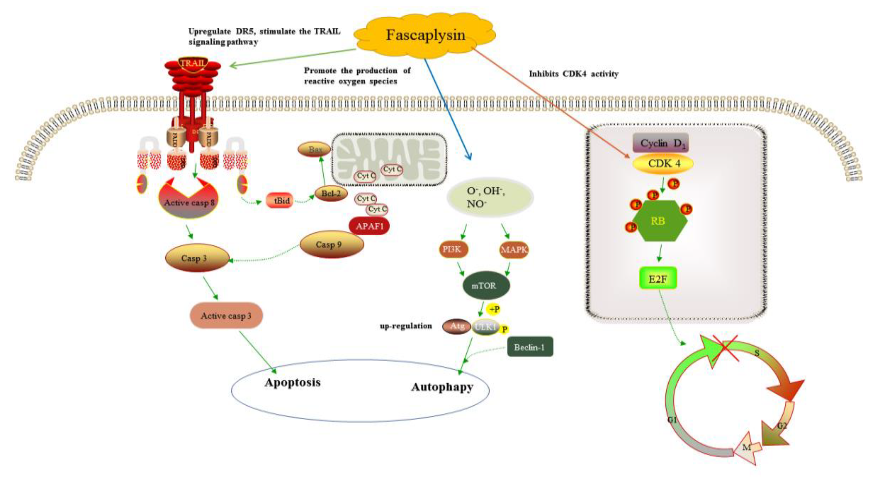Marinedrugs 21 00226 g002 Marinedrugs 21 00226 g002