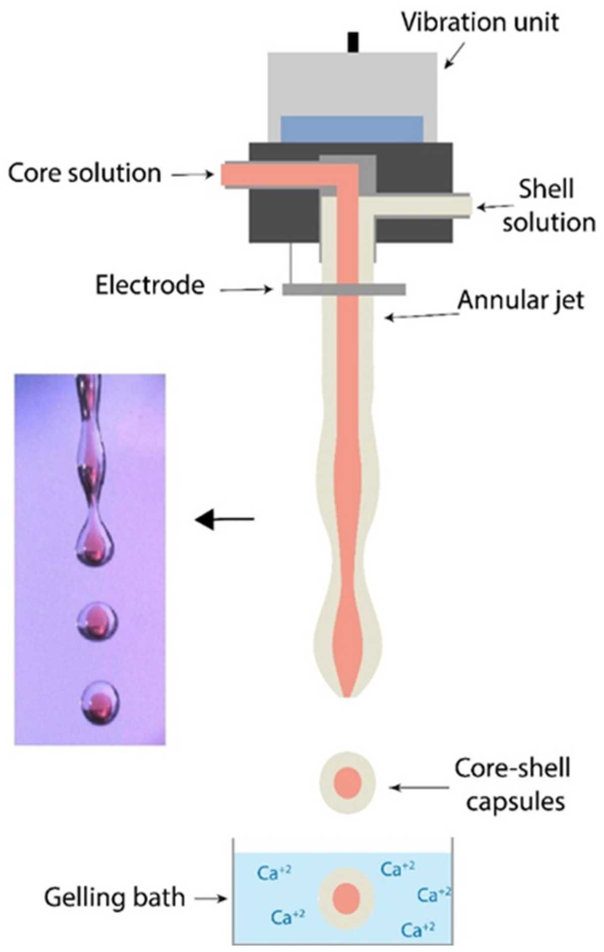 Marinedrugs 21 00235 g004