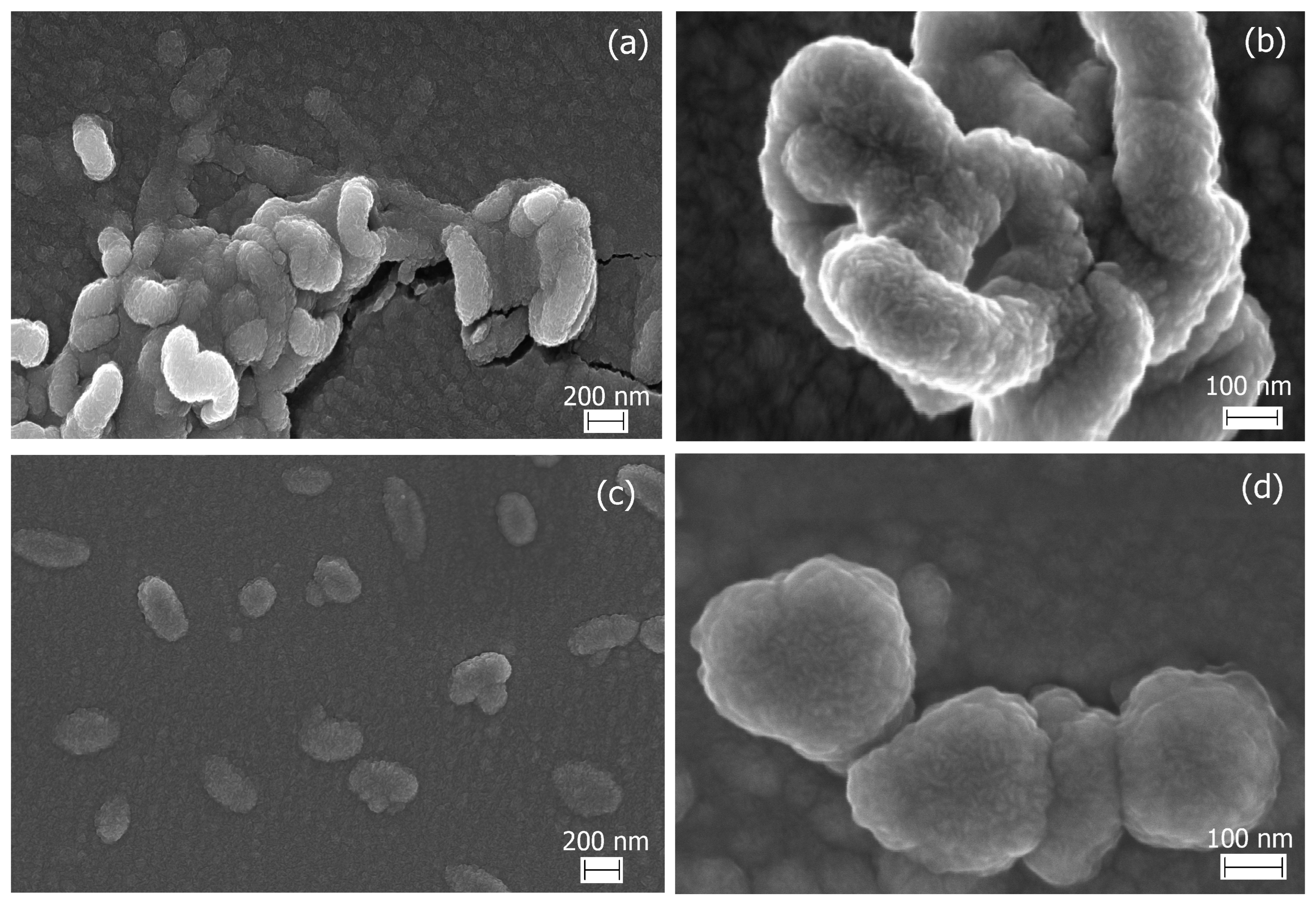 Marinedrugs 21 00238 g003 Marinedrugs 21 00238 g003