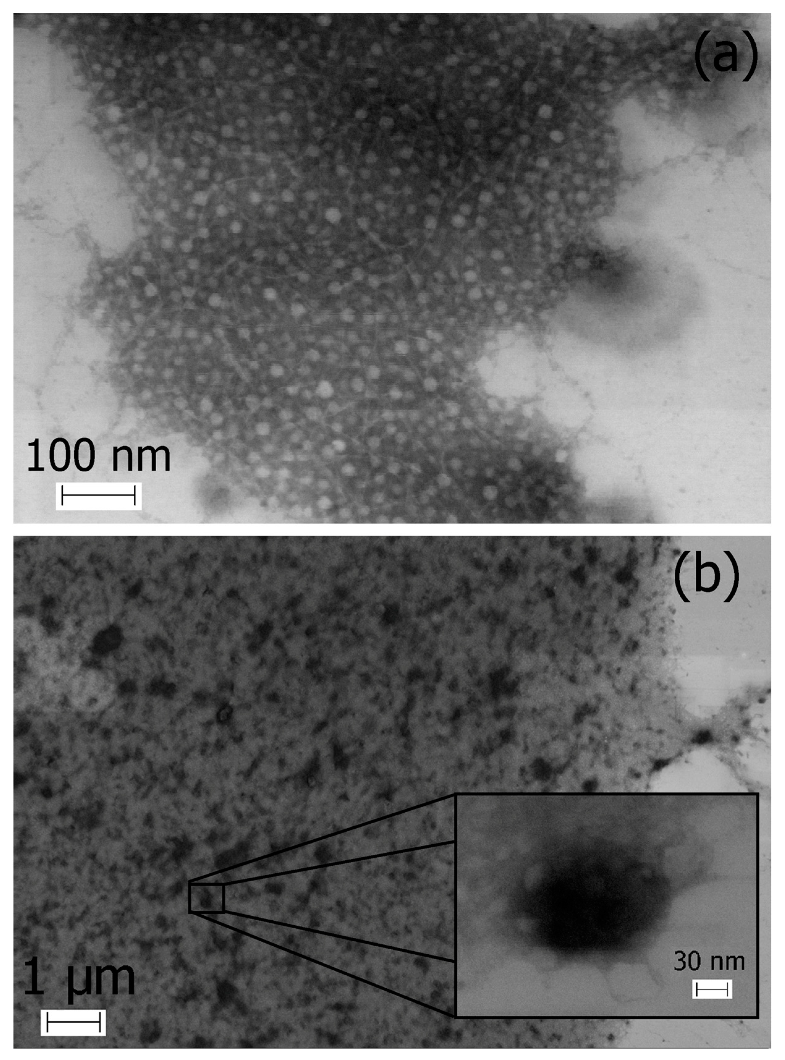 Marinedrugs 21 00238 g004 Marinedrugs 21 00238 g004