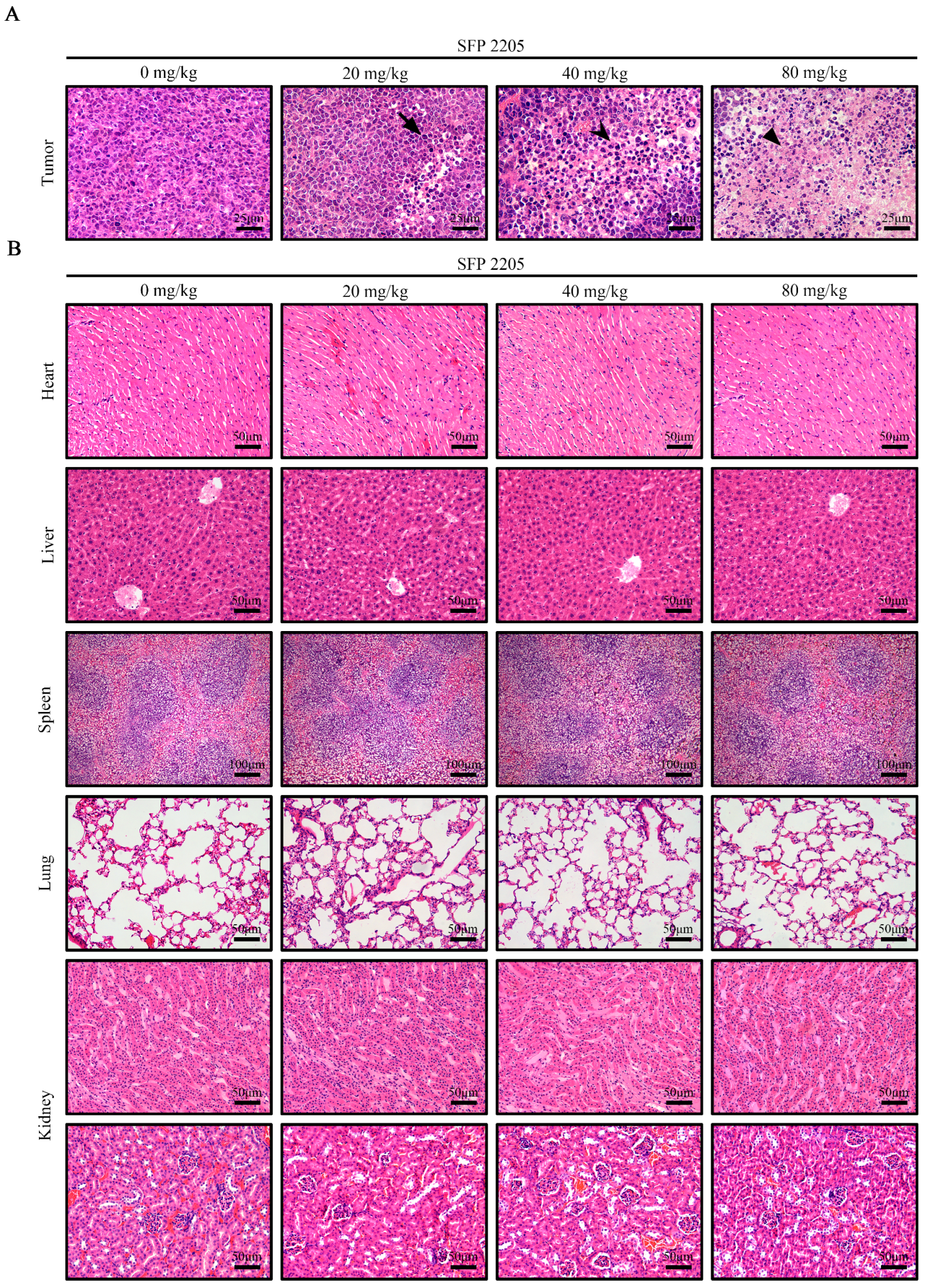 Marinedrugs 21 00289 g006 Marinedrugs 21 00289 g006