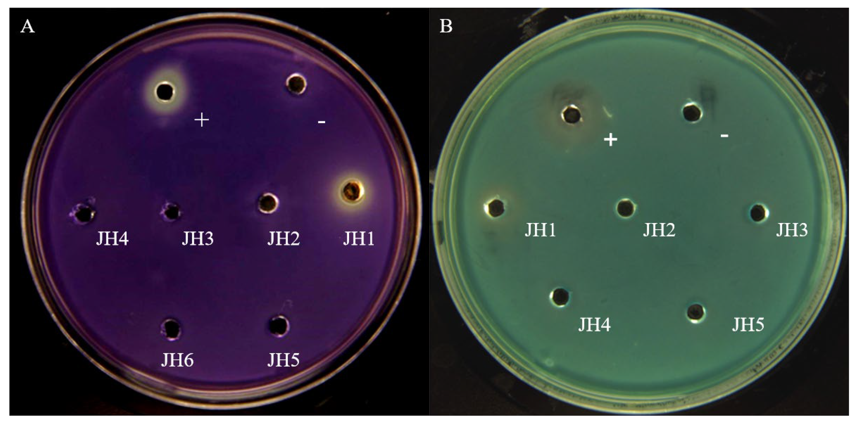 Marinedrugs 21 00296 g001 Marinedrugs 21 00296 g001