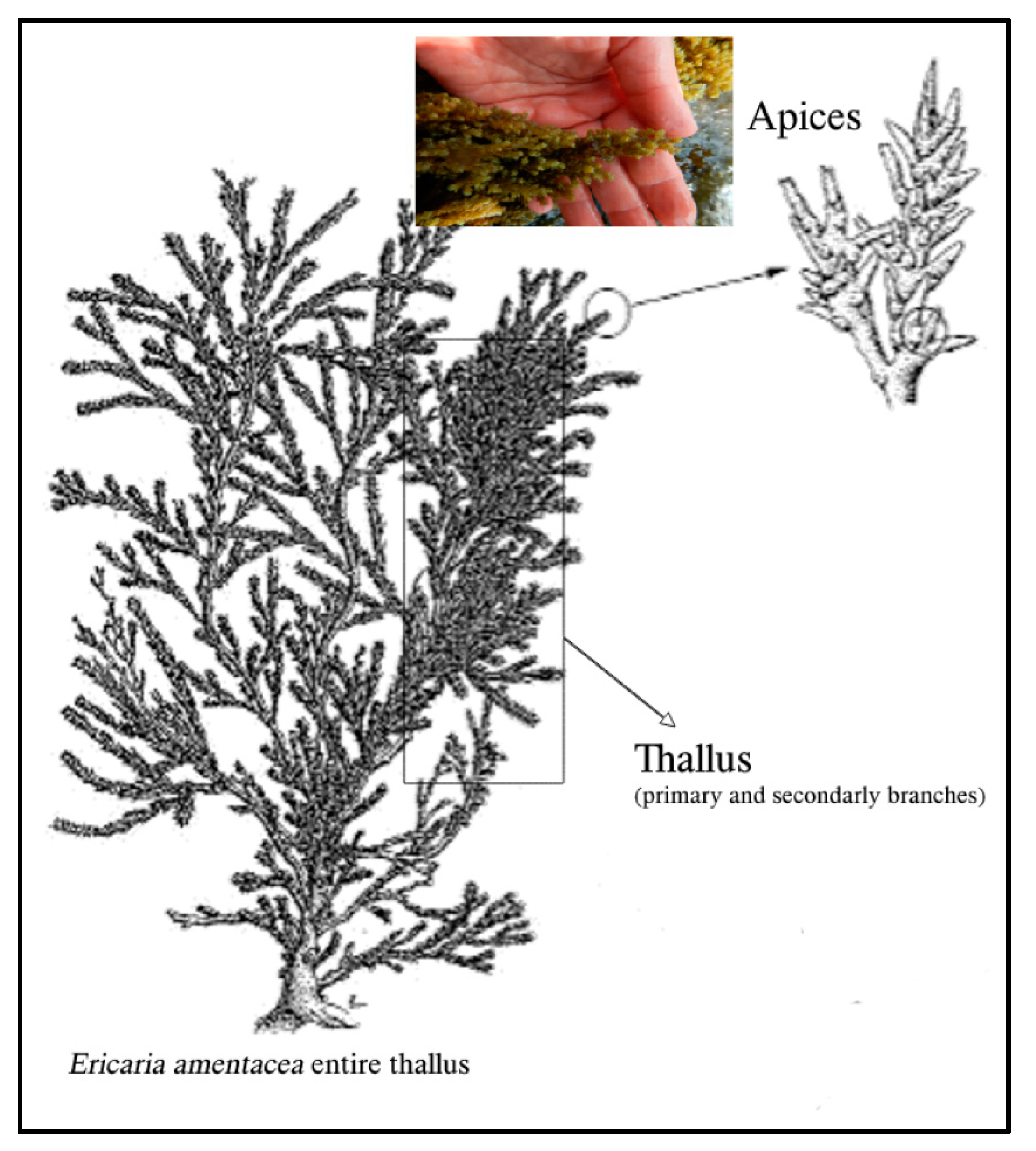 Marinedrugs 21 00306 sch001