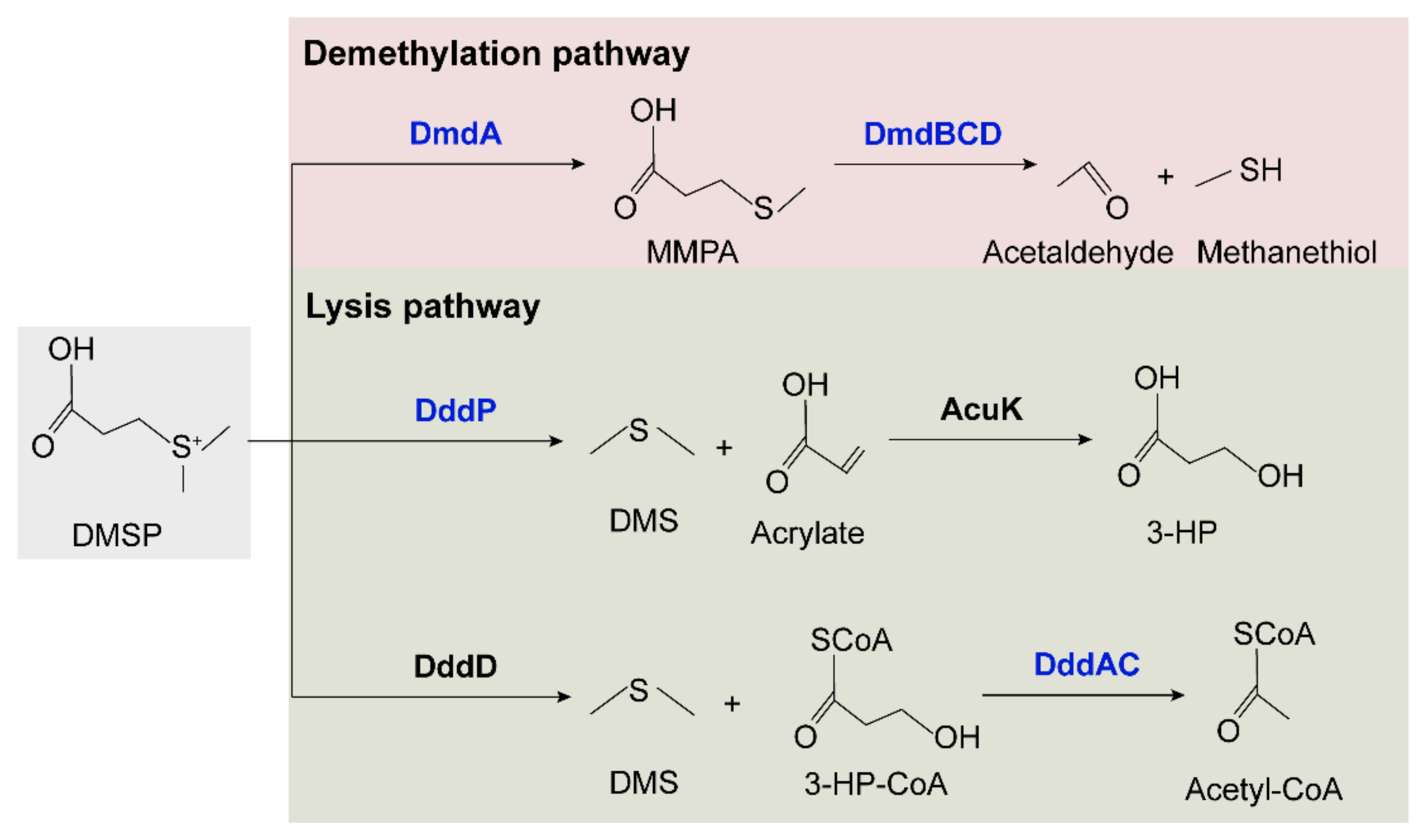 Marinedrugs 21 00309 g007 Marinedrugs 21 00309 g007