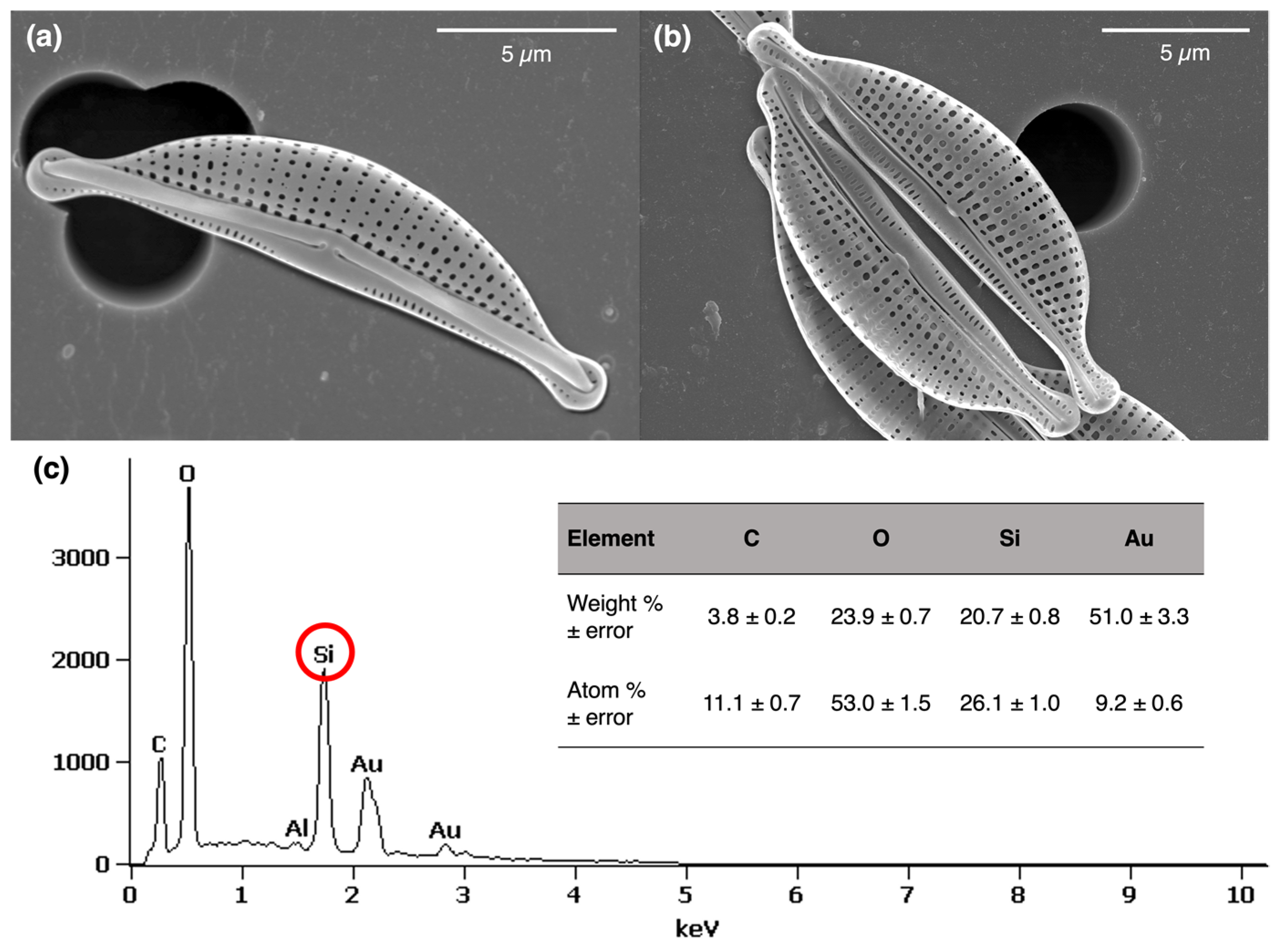 Marinedrugs 21 00312 g002 Marinedrugs 21 00312 g002