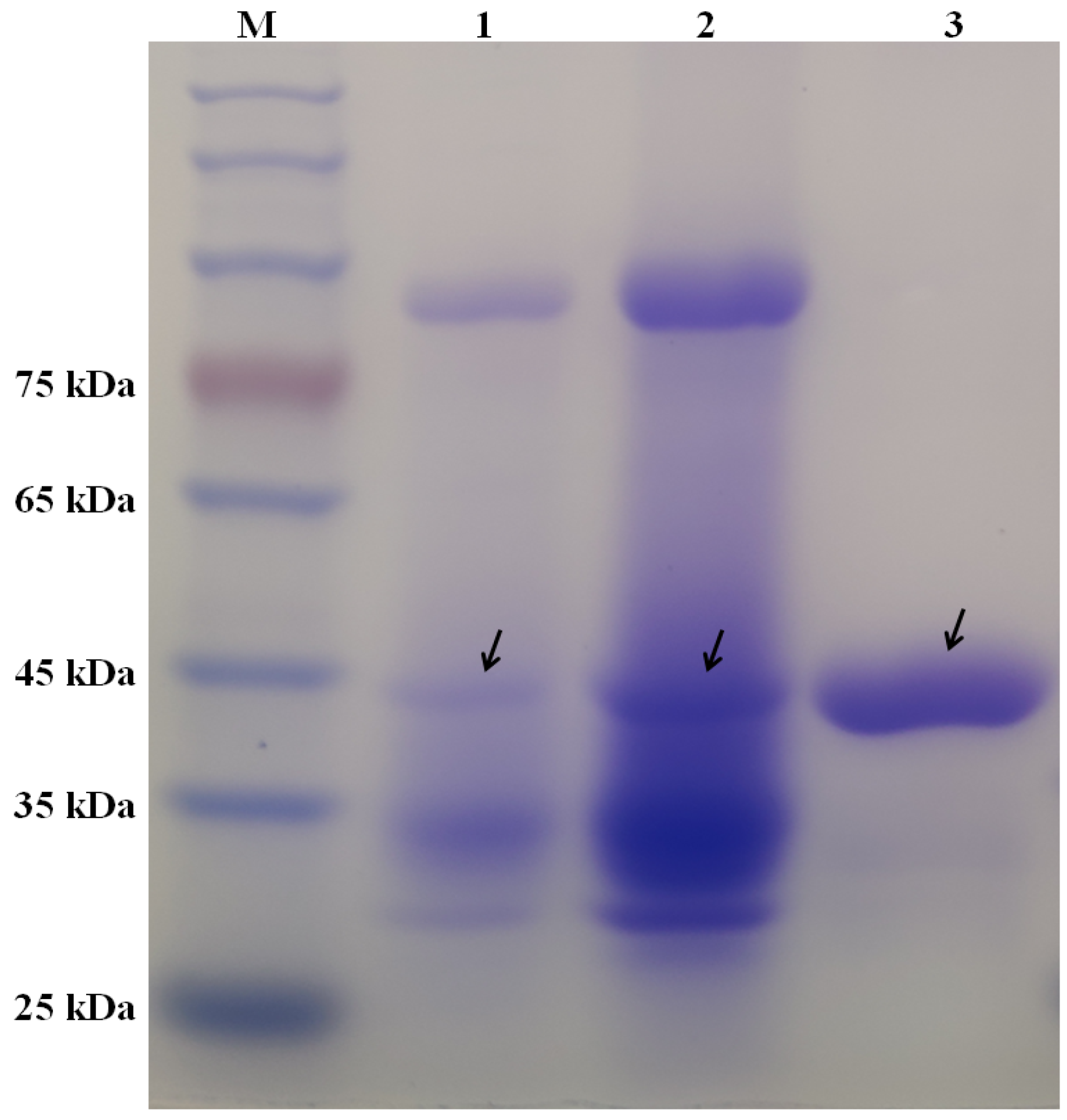 Marinedrugs 21 00332 g001 Marinedrugs 21 00332 g001