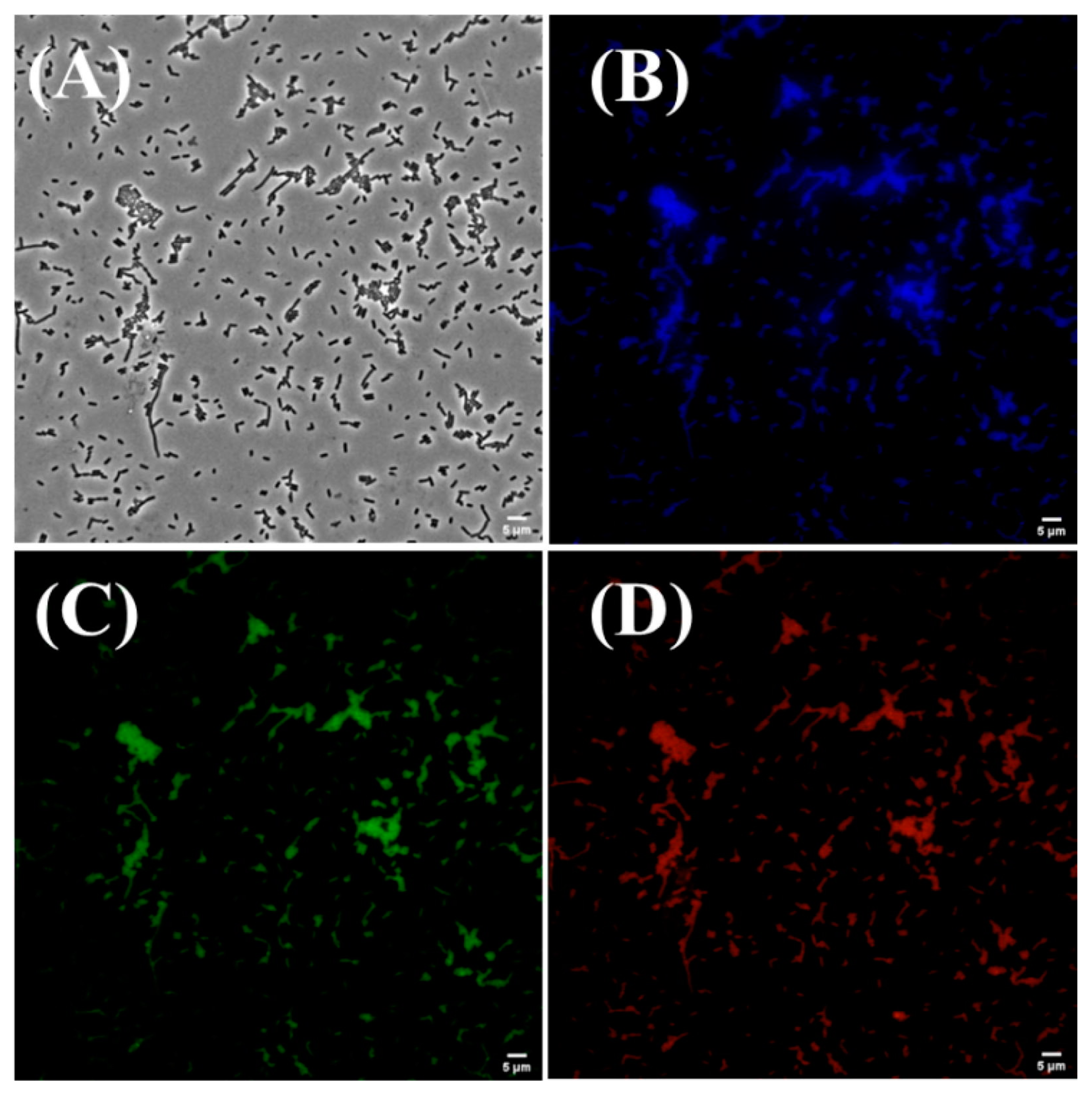 Marinedrugs 21 00338 g008 Marinedrugs 21 00338 g008