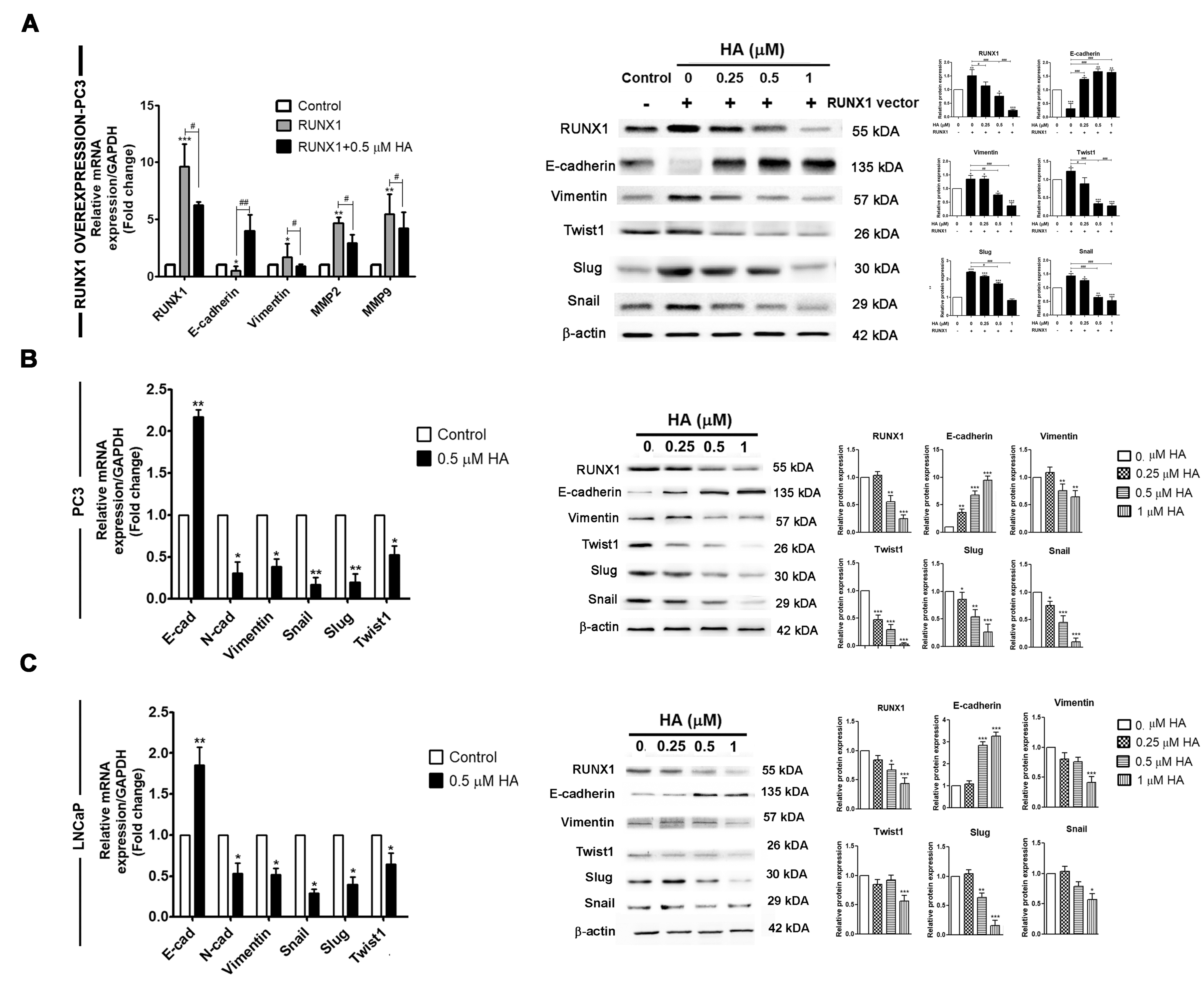 Marinedrugs 21 00345 g004 Marinedrugs 21 00345 g004