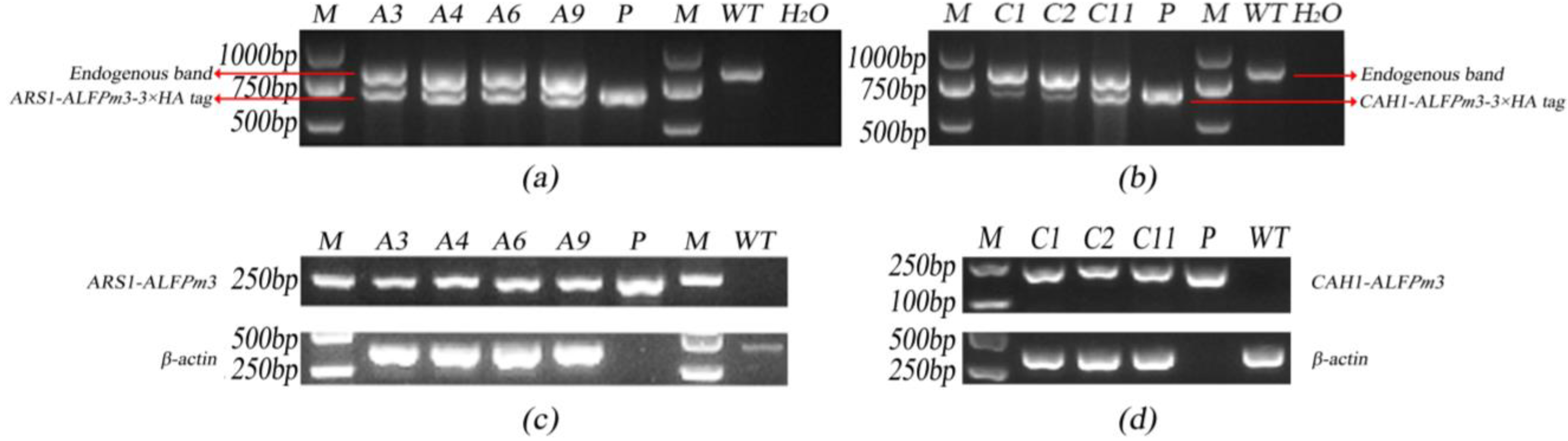 Marinedrugs 21 00346 g002 Marinedrugs 21 00346 g002