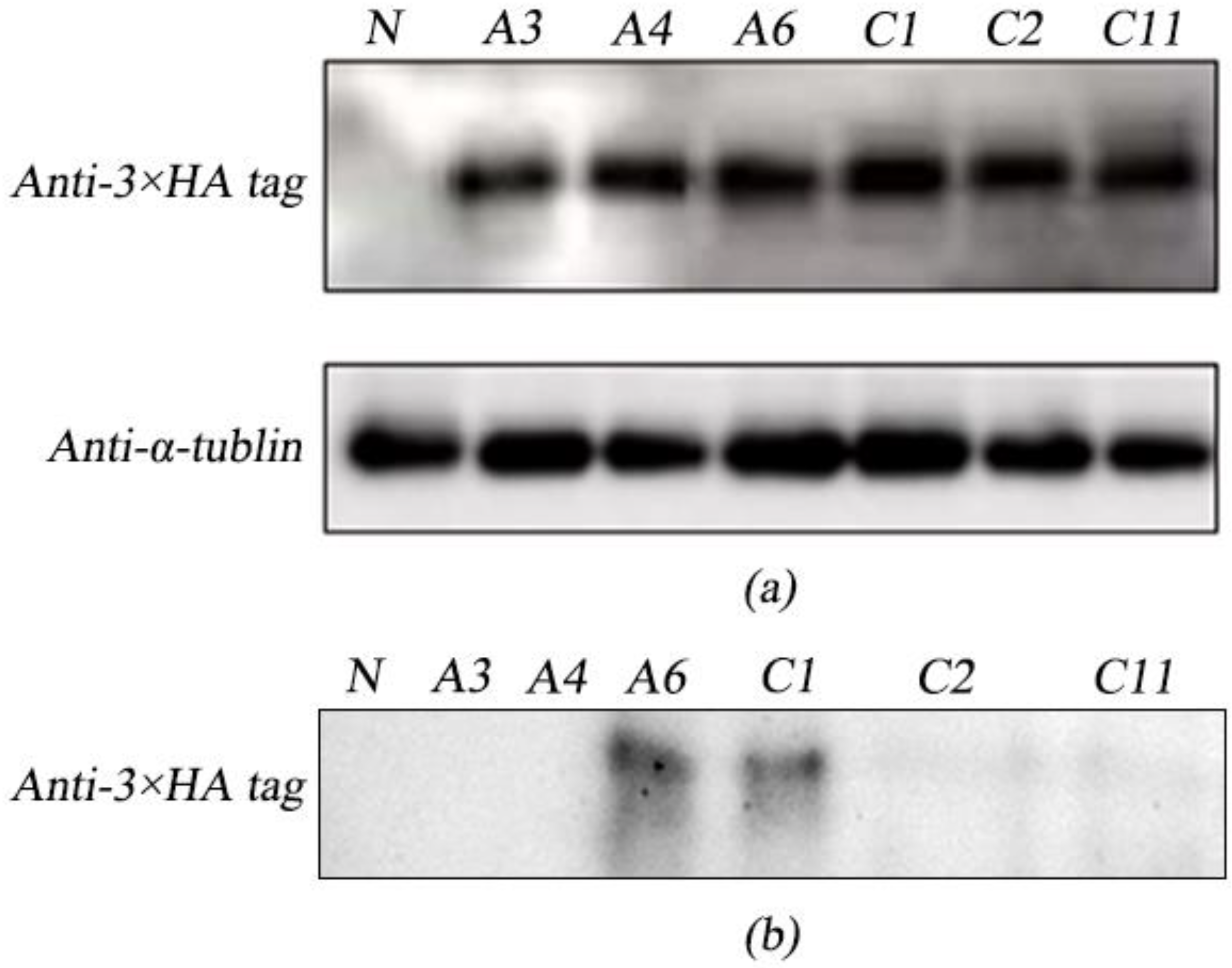 Marinedrugs 21 00346 g003 Marinedrugs 21 00346 g003