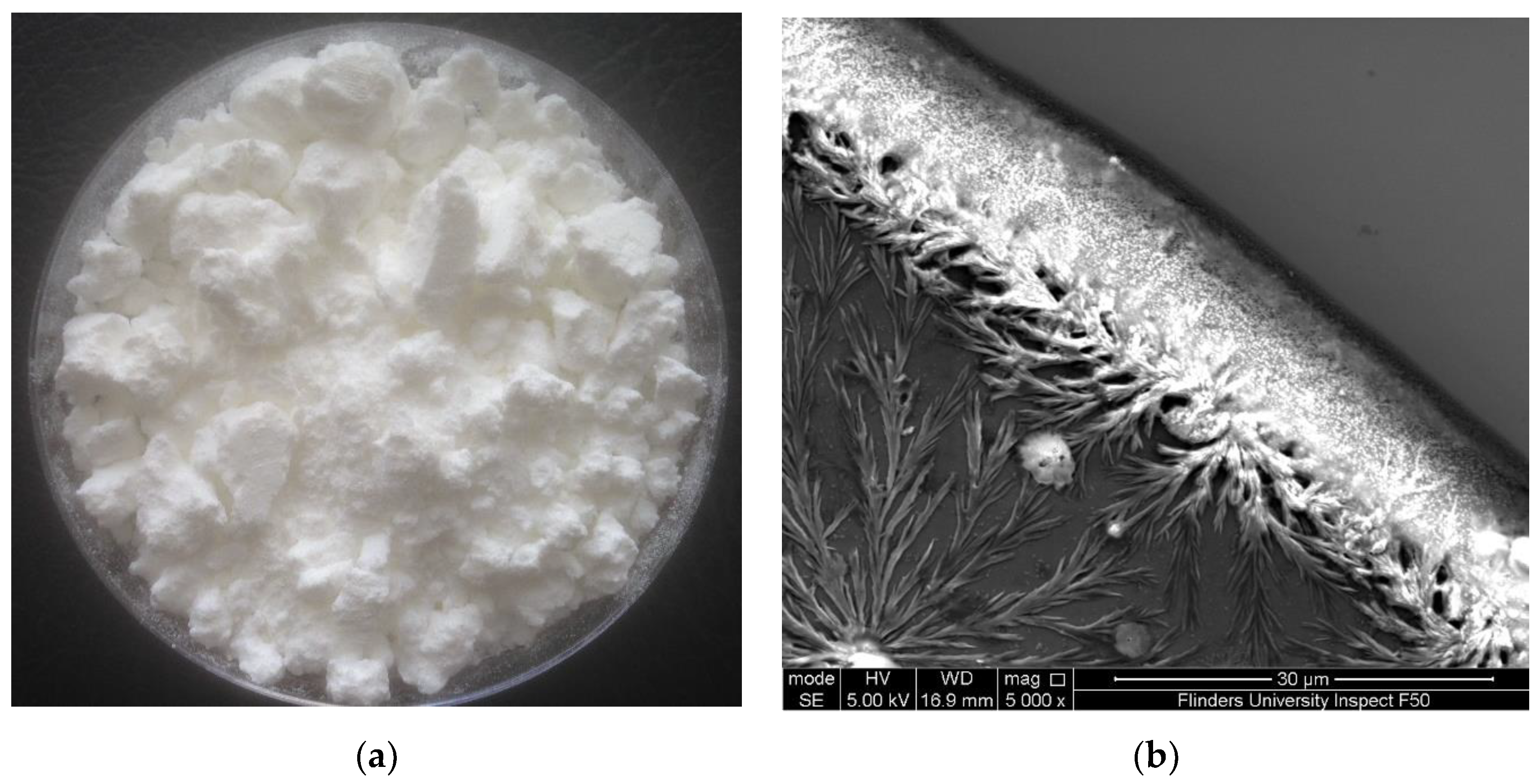 Marinedrugs 21 00358 g001 Marinedrugs 21 00358 g001