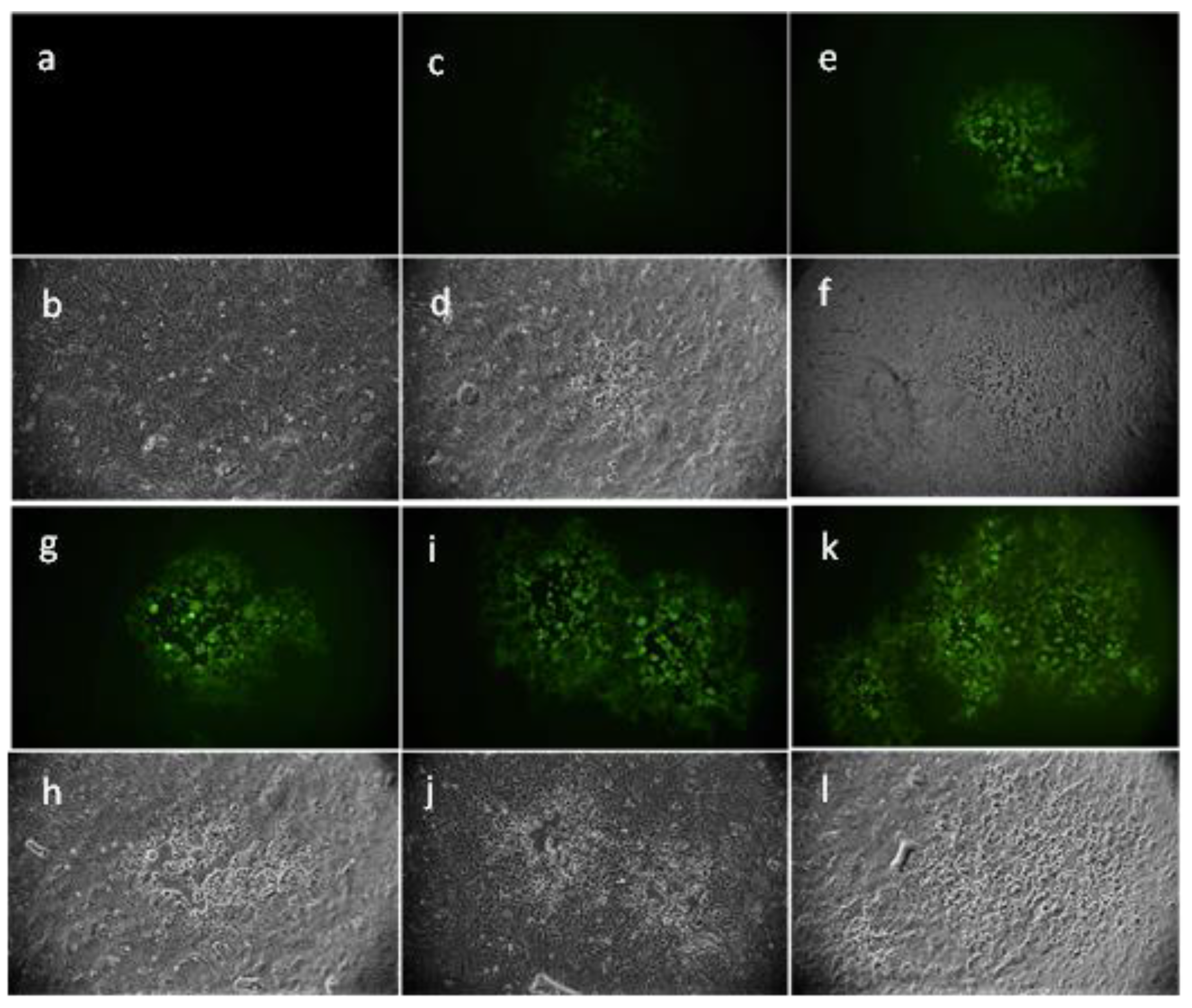 Marinedrugs 21 00383 g004 Marinedrugs 21 00383 g004