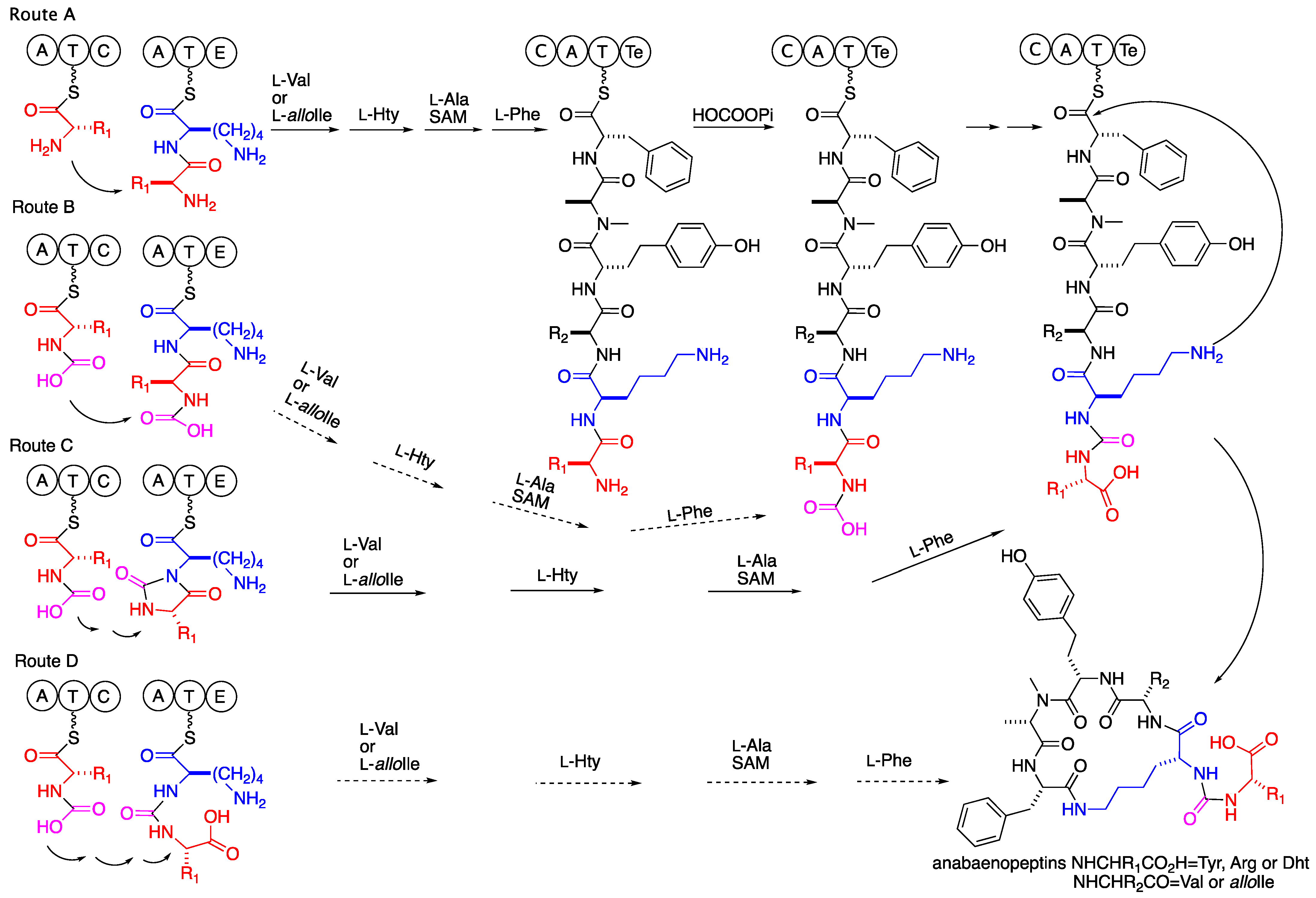 Marinedrugs 21 00401 sch002 Marinedrugs 21 00401 sch002