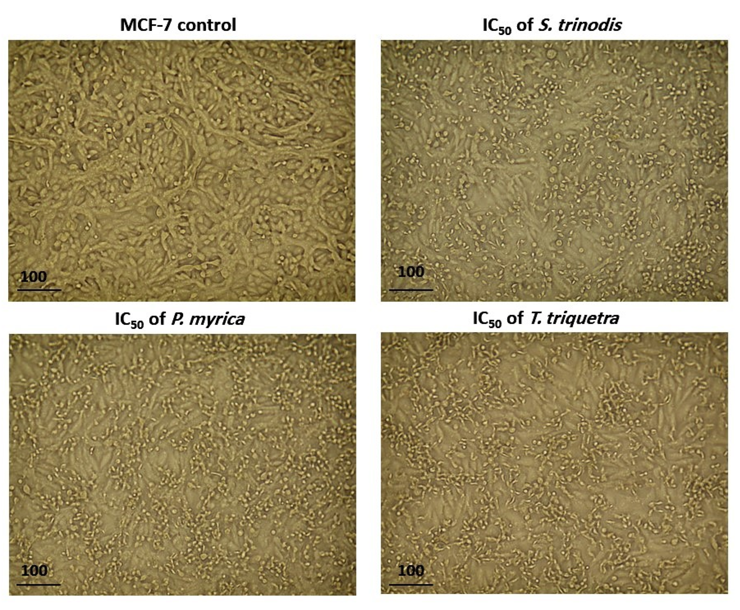 Marinedrugs 21 00404 g005 Marinedrugs 21 00404 g005