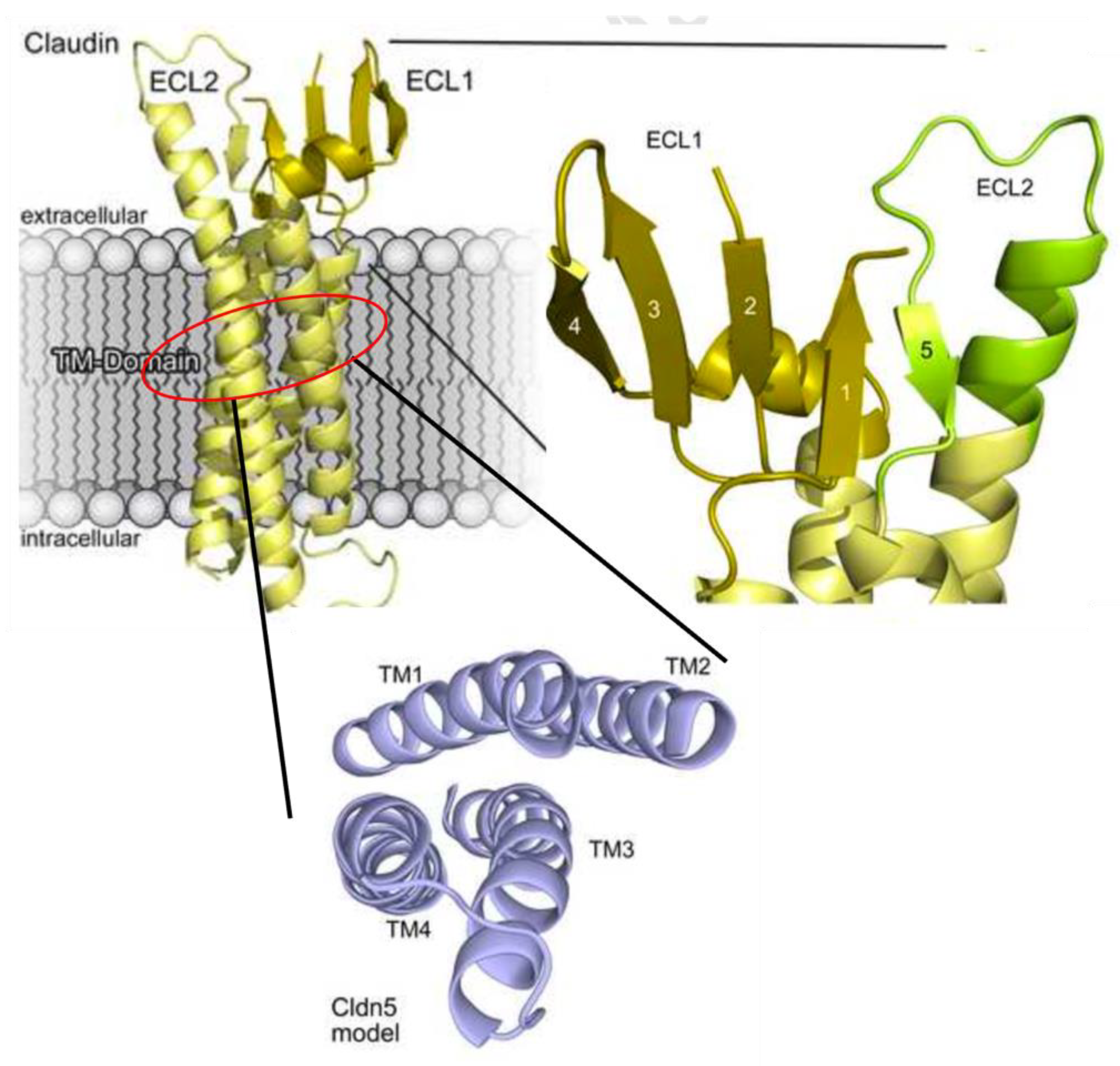 Marinedrugs 21 00406 g002 Marinedrugs 21 00406 g002