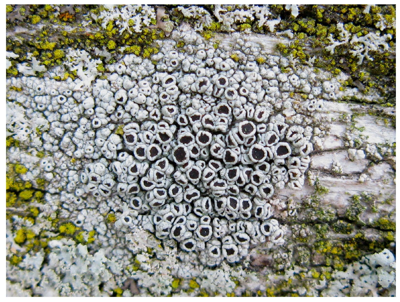 Marinedrugs 21 00407 g010