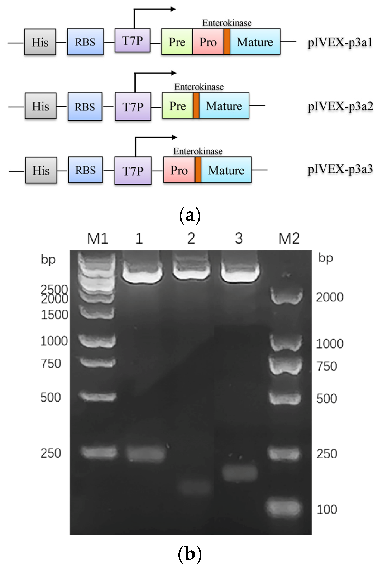 Marinedrugs 21 00421 g001a Marinedrugs 21 00421 g001a