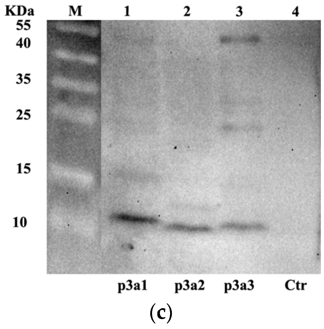 Marinedrugs 21 00421 g001b Marinedrugs 21 00421 g001b