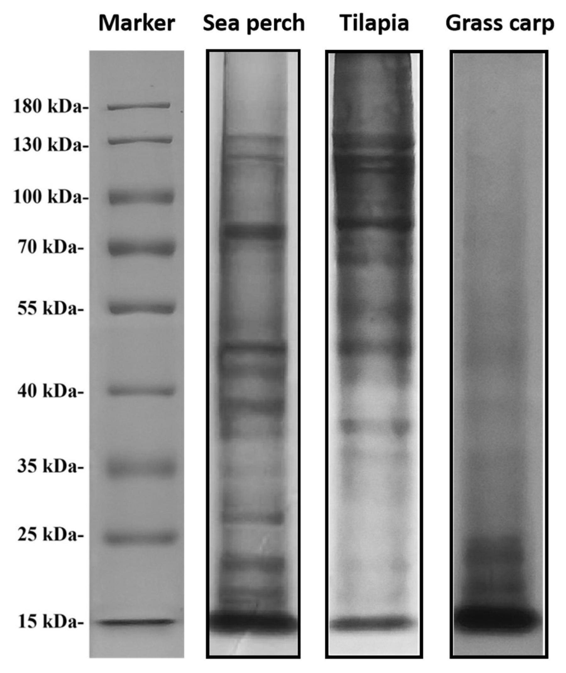 Marinedrugs 21 00423 g001 Marinedrugs 21 00423 g001