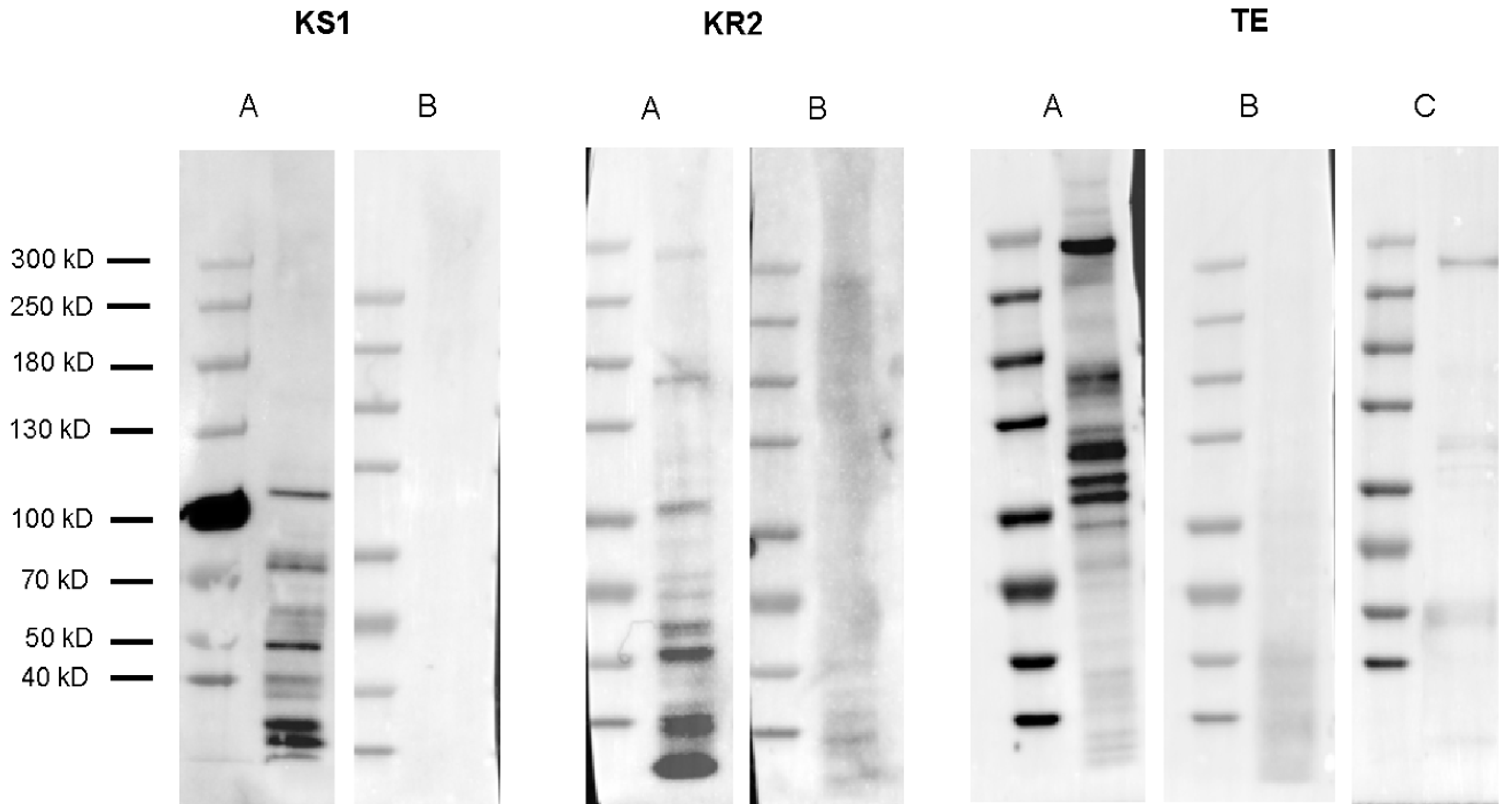 Marinedrugs 21 00425 g009