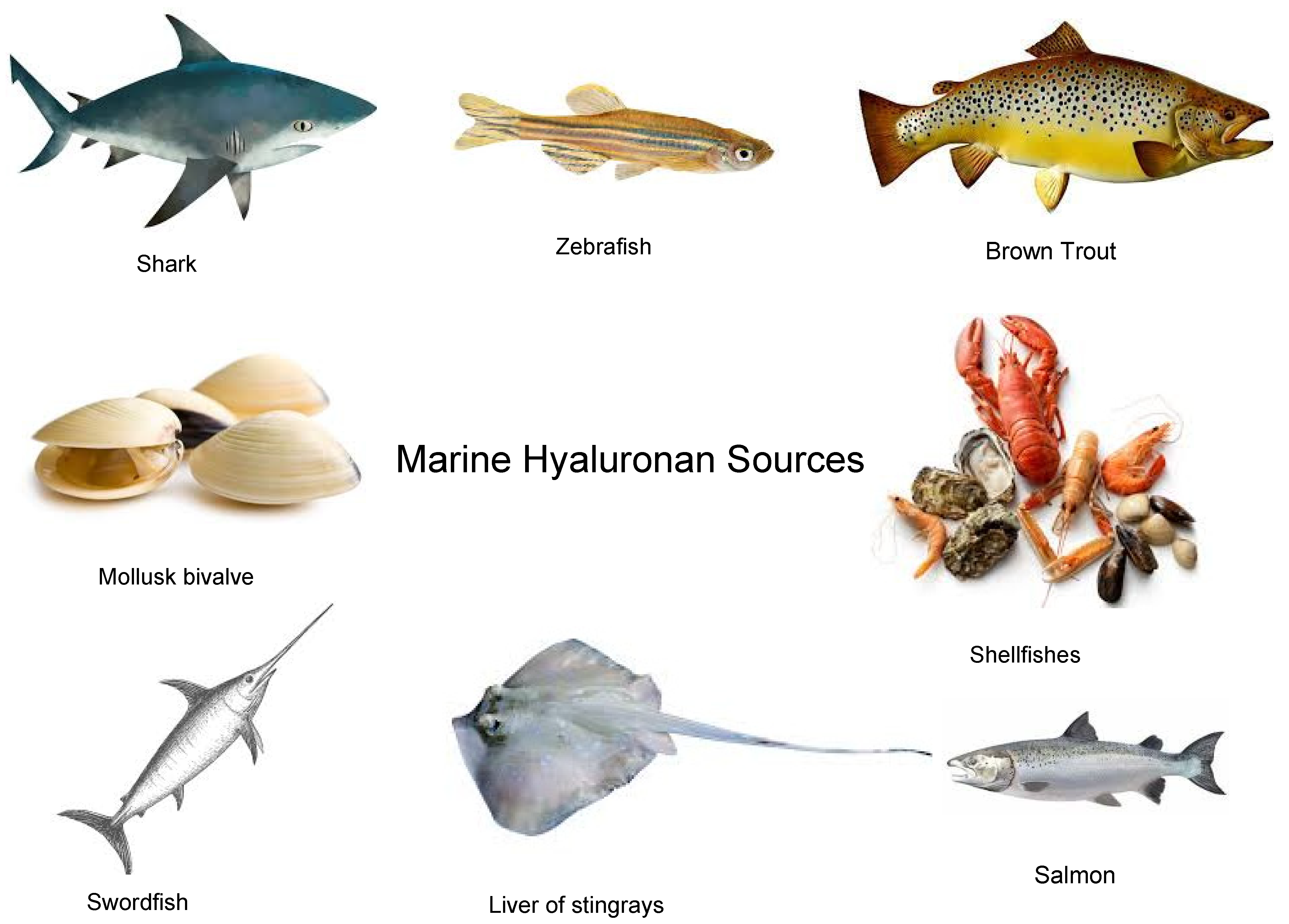 Marinedrugs 21 00426 g002