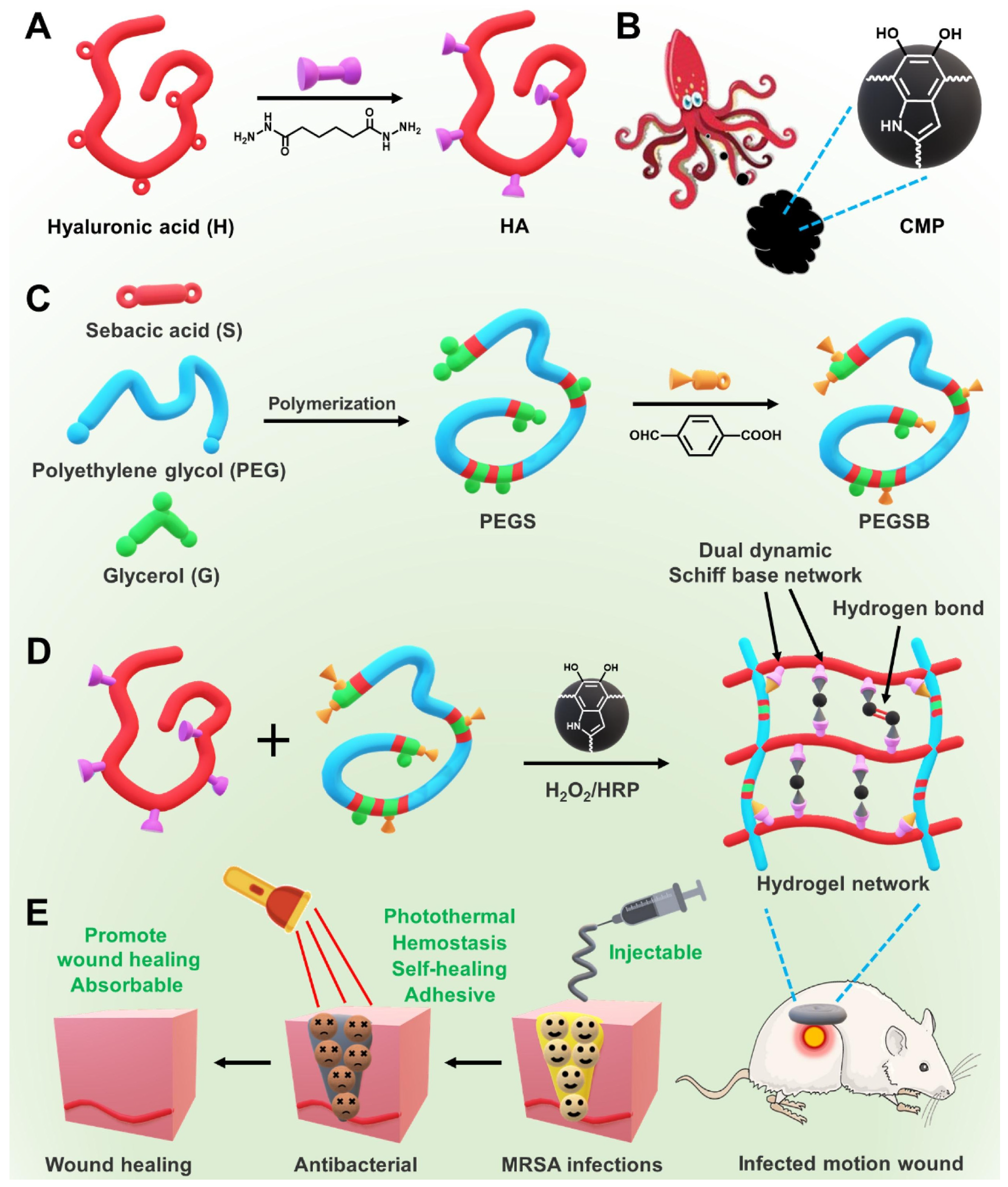Marinedrugs 21 00426 g007