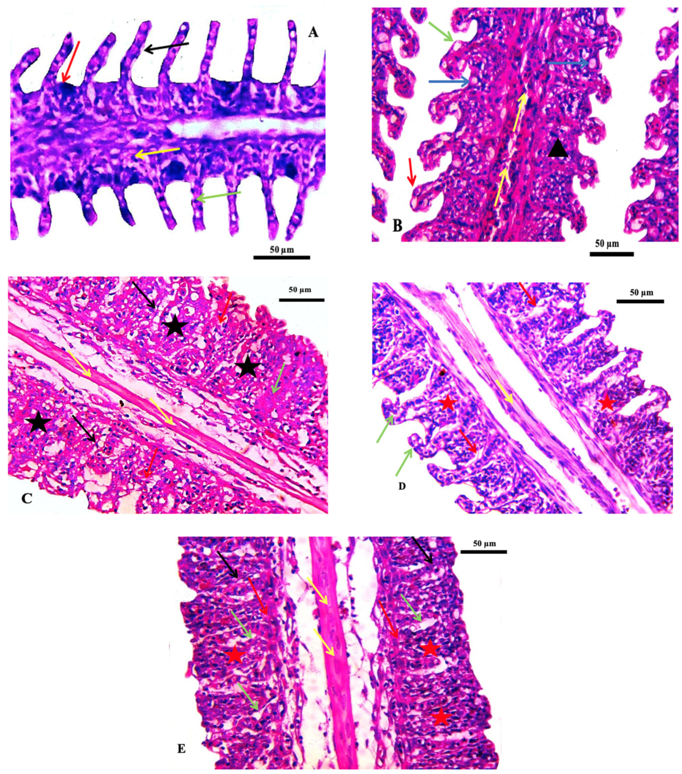 Marinedrugs 21 00437 g004 Marinedrugs 21 00437 g004