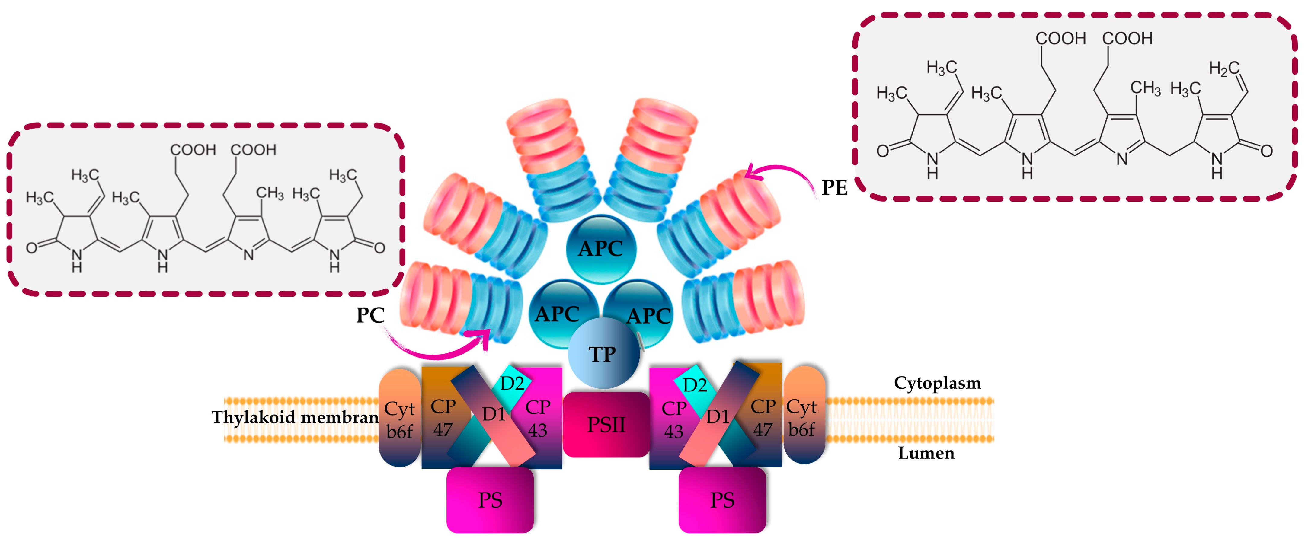 Marinedrugs 21 00440 g001 Marinedrugs 21 00440 g001