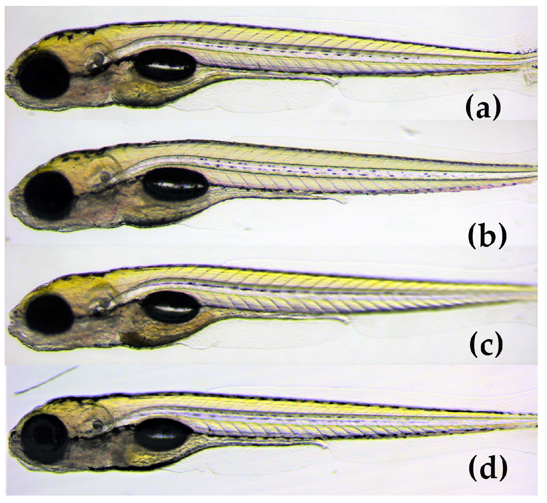 Marinedrugs 21 00443 g007