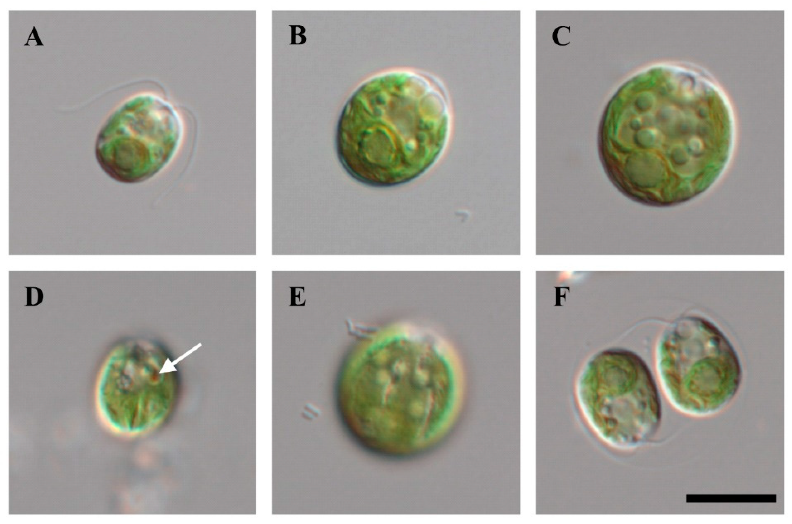 Marinedrugs 21 00454 g002