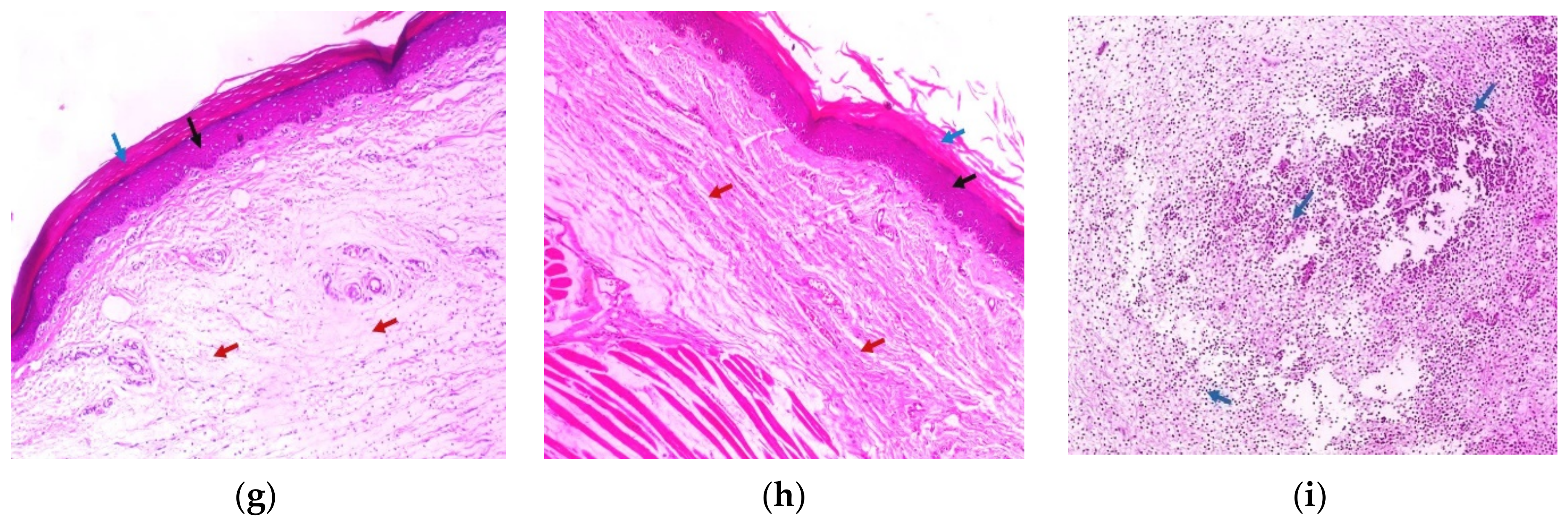 Marinedrugs 21 00459 g011b