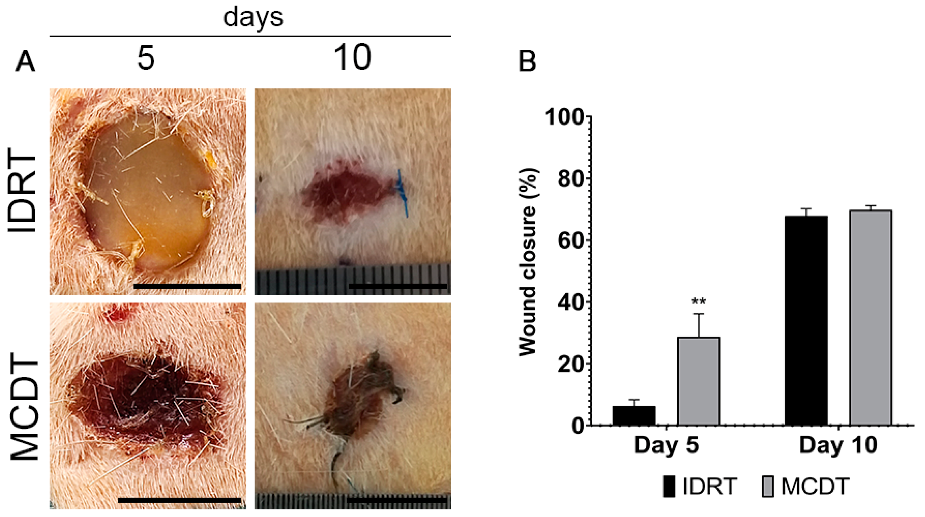 Mutable Collagenous Tissue Isolated from Echinoderms Leads