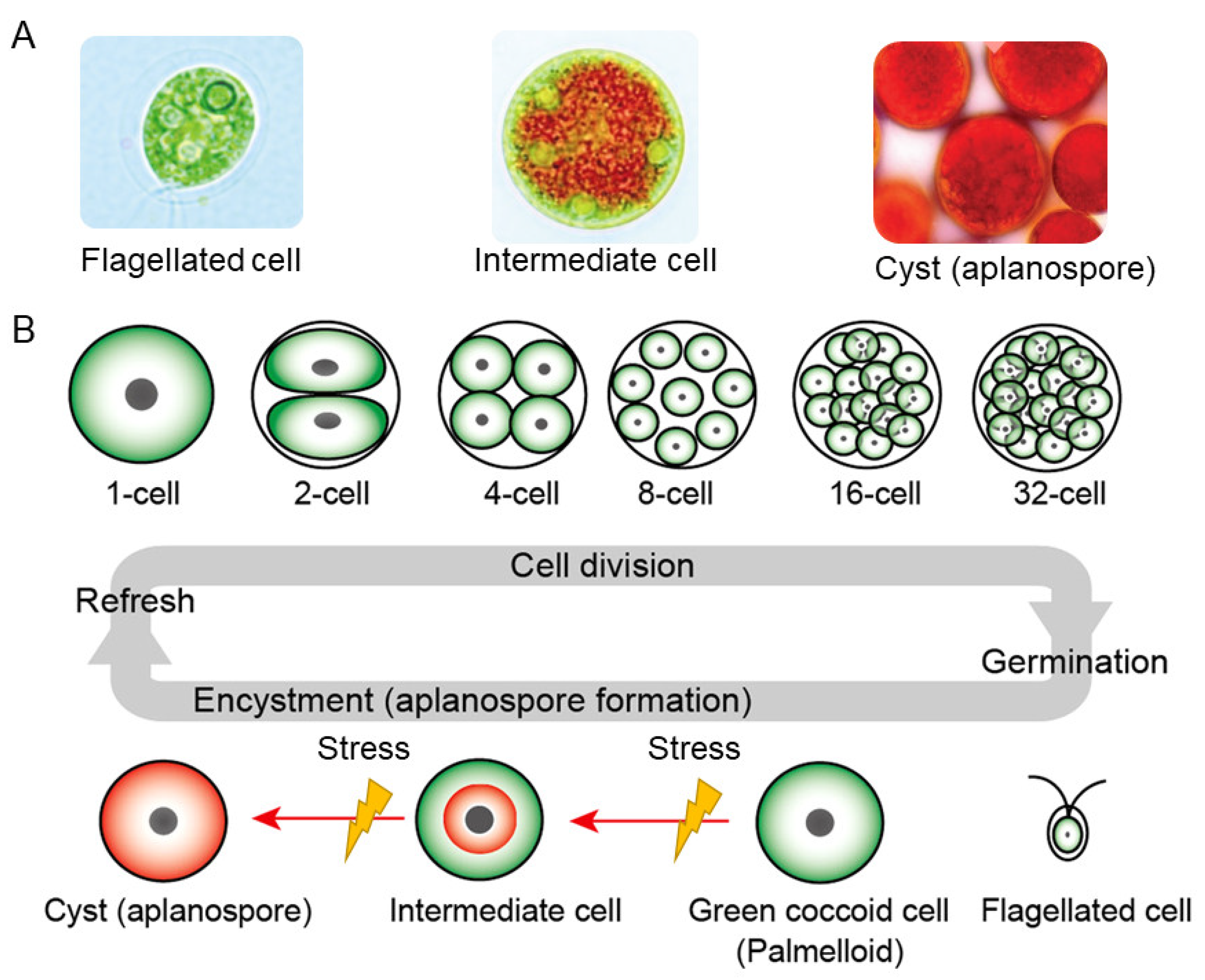 Marinedrugs 21 00514 g009 Marinedrugs 21 00514 g009