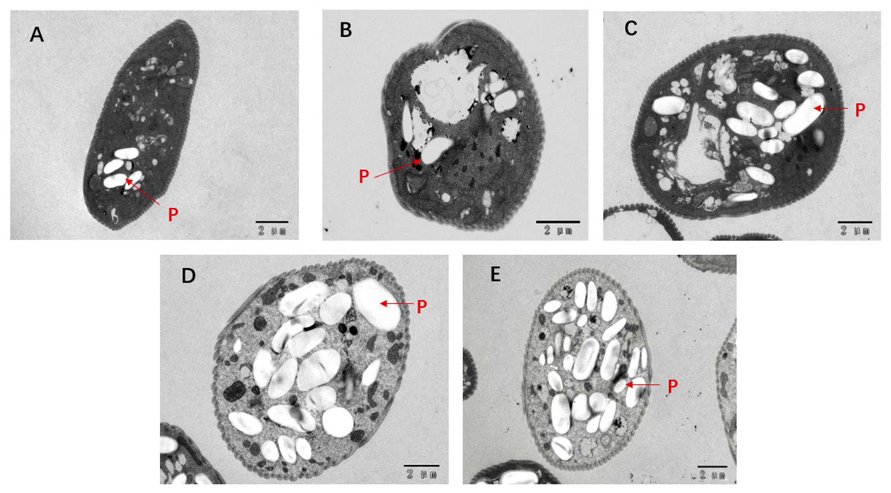 Marinedrugs 21 00519 g005