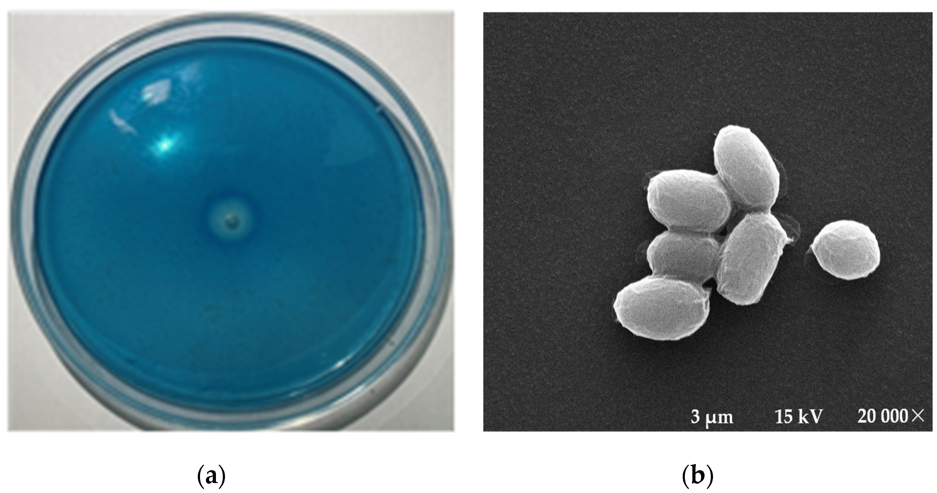 Marinedrugs 21 00528 g001