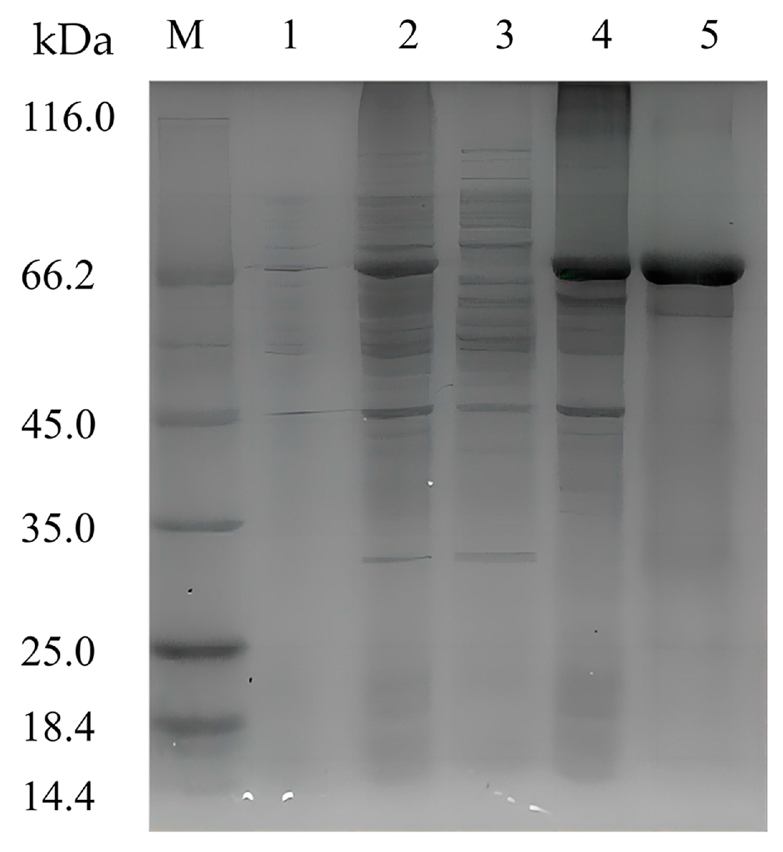 Marinedrugs 21 00564 g003