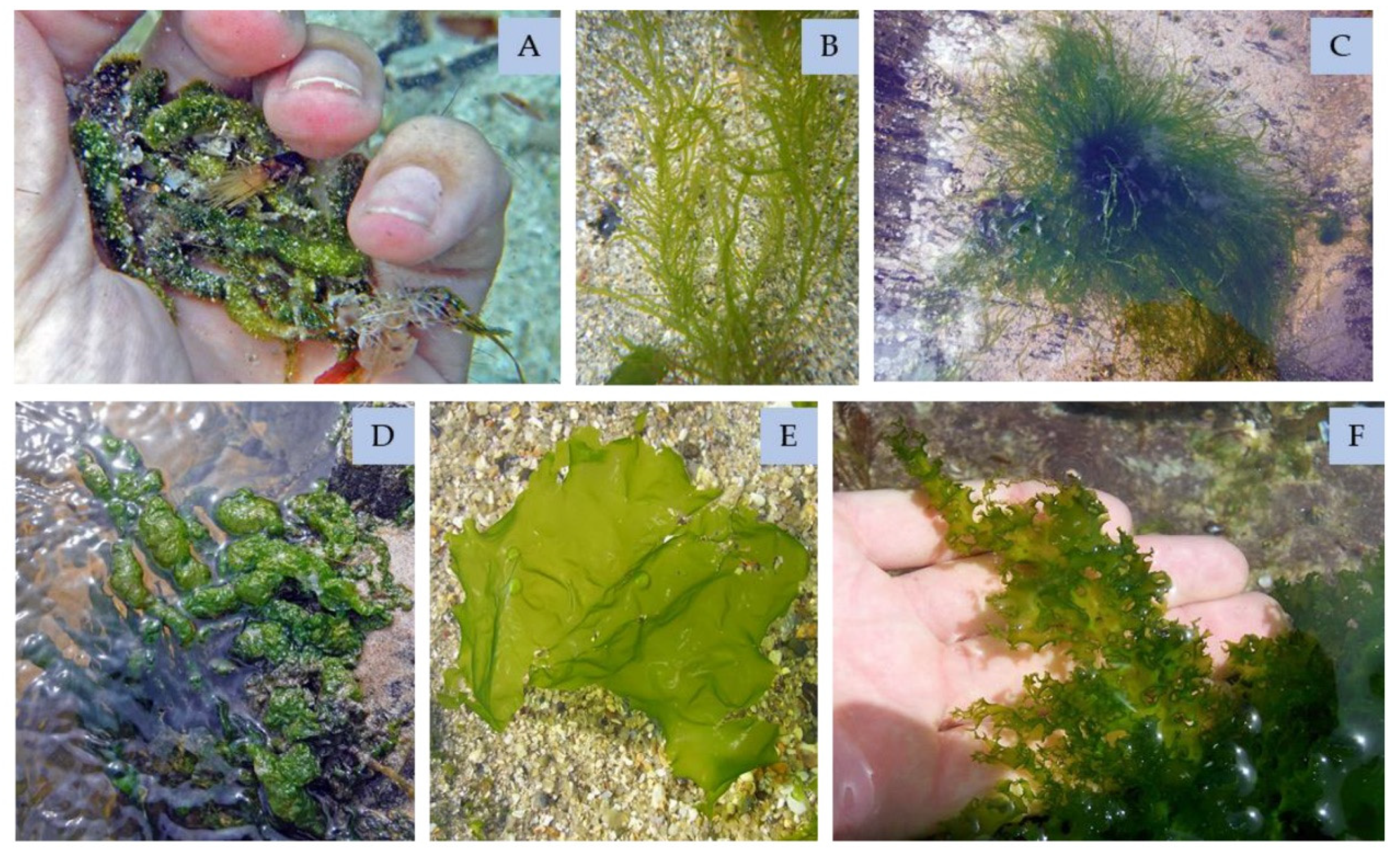 Marinedrugs 21 00578 g010