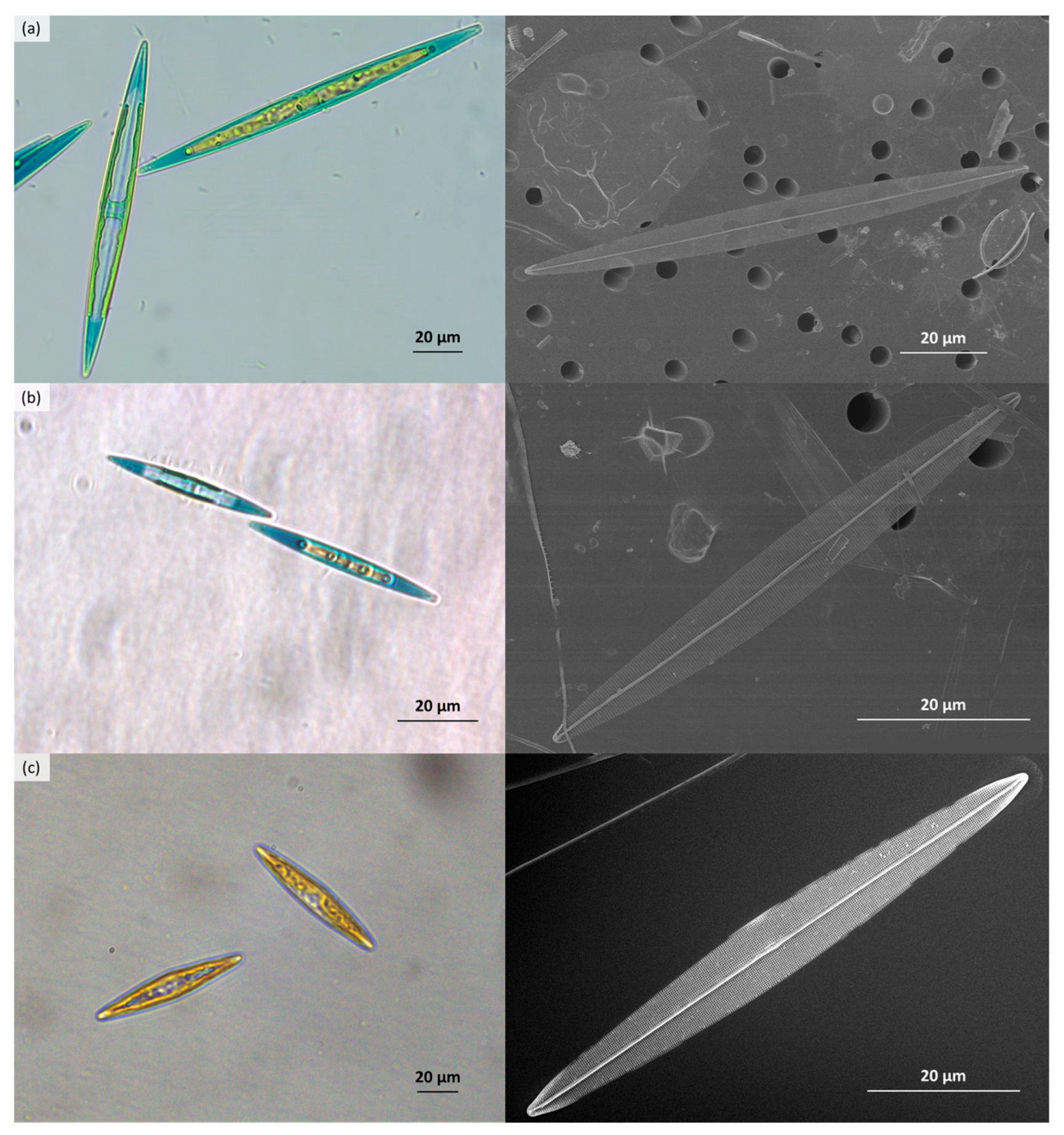 Marinedrugs 21 00583 g006