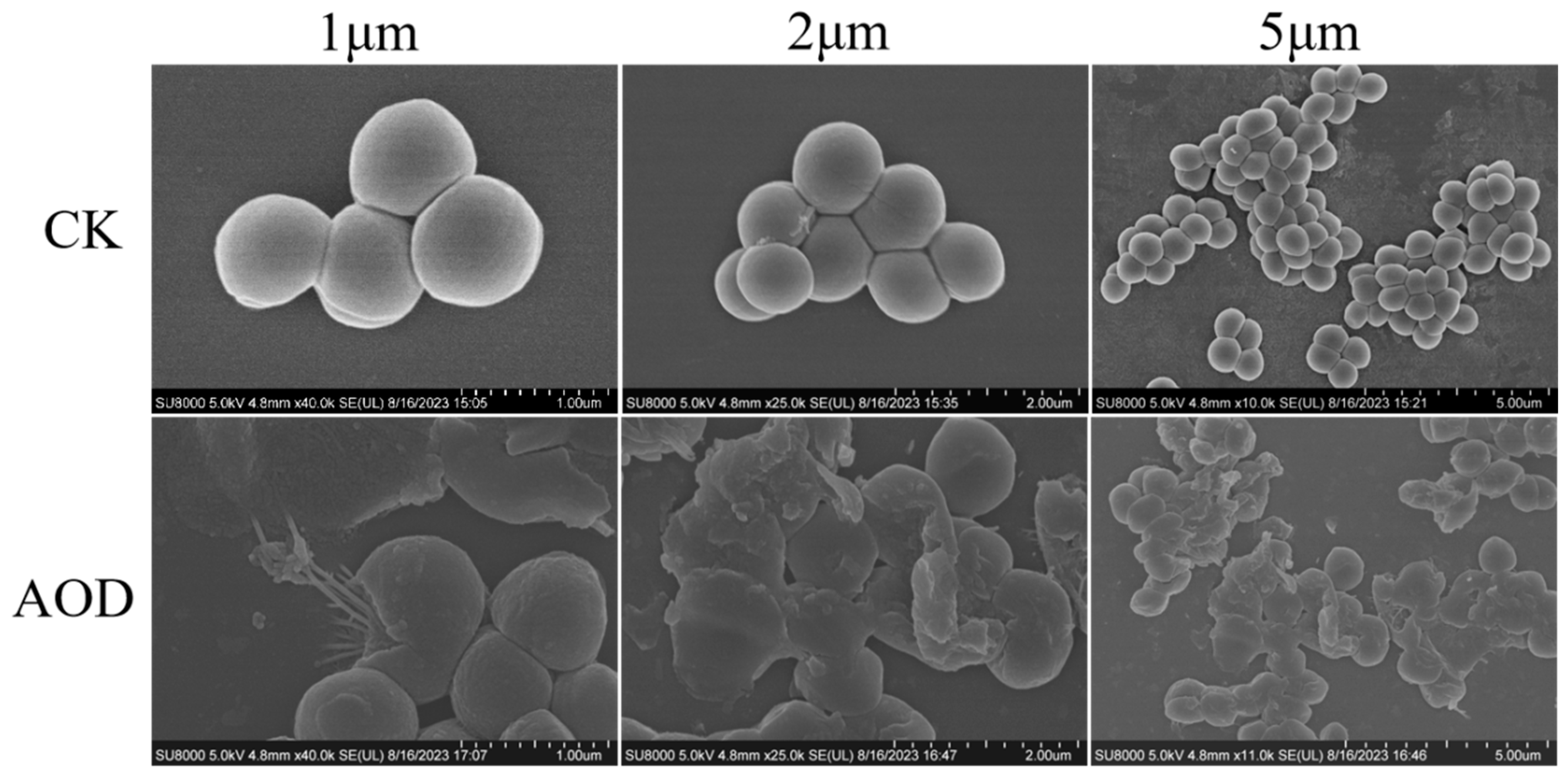 Marinedrugs 22 00008 g004