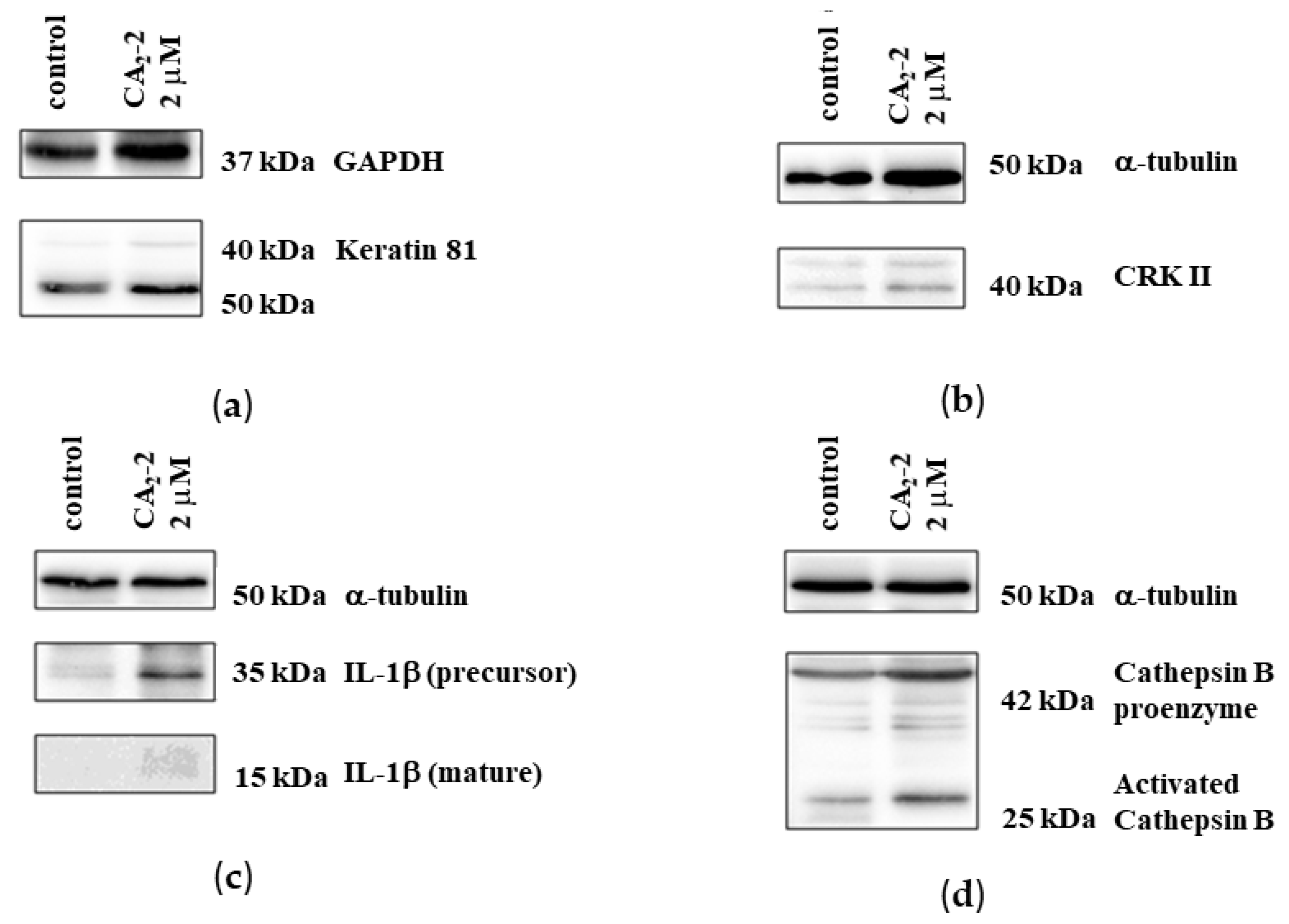 Marinedrugs 22 00020 g006