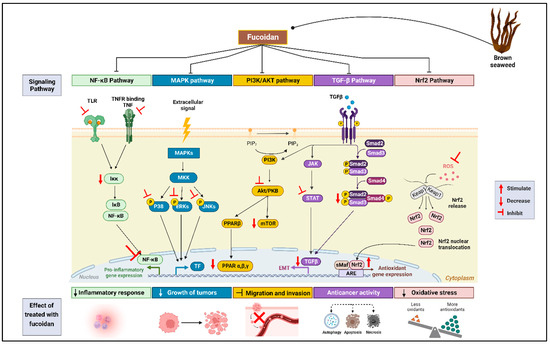 Fucoidan's Molecular Targets: A Comprehensive Review of Its