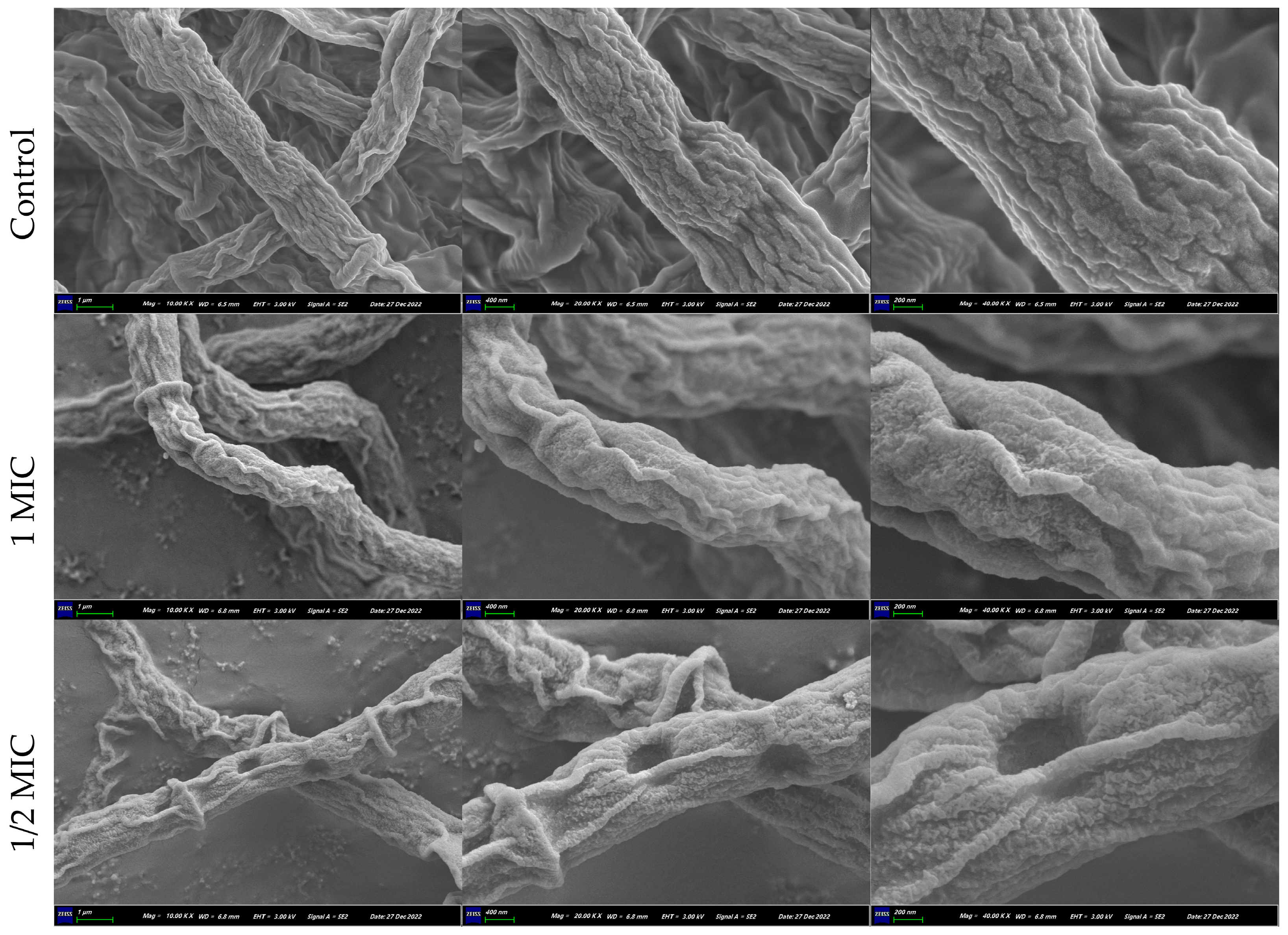 Marinedrugs 22 00038 g005 Marinedrugs 22 00038 g005