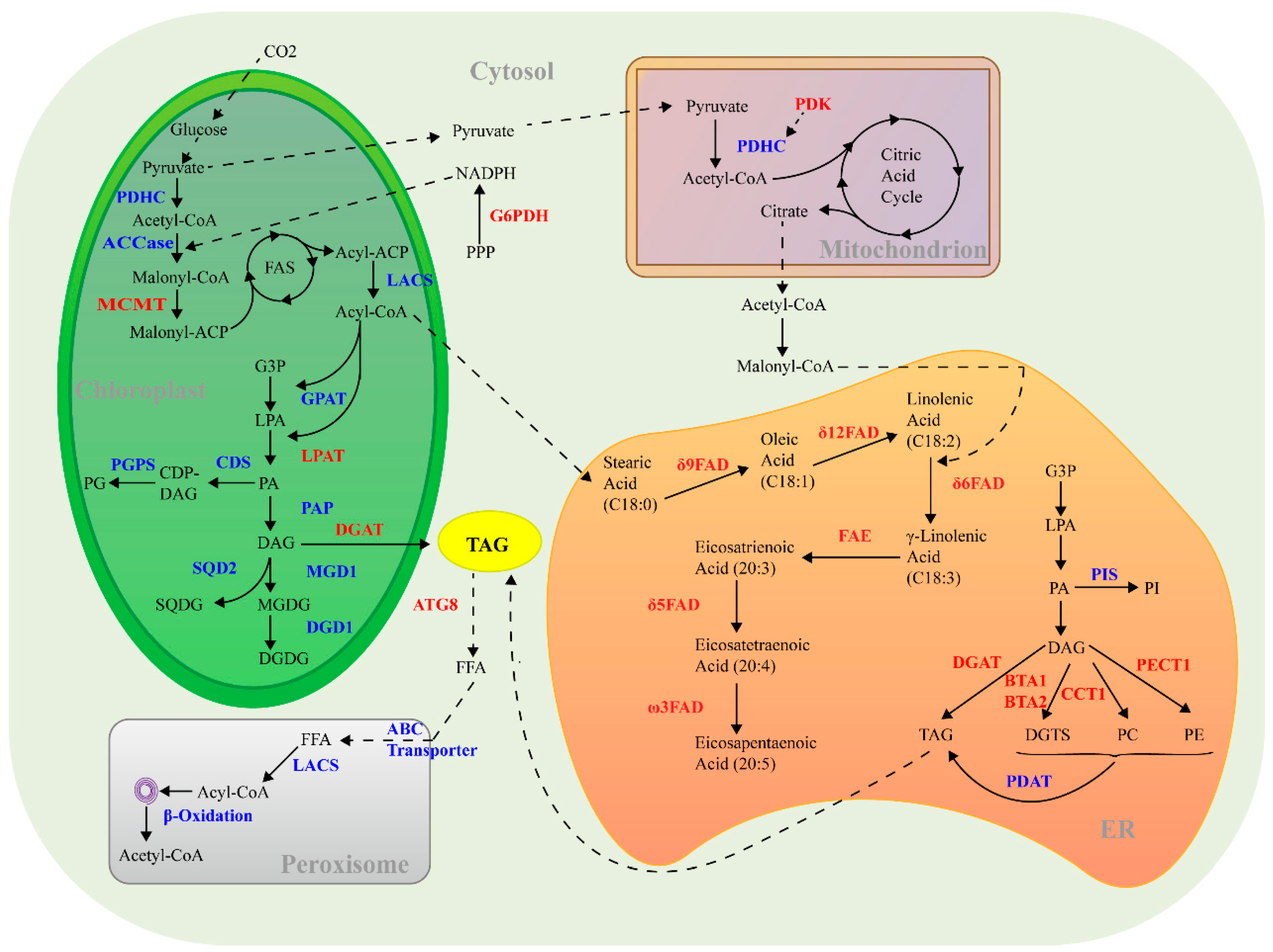 Marine Drugs | Free Full-Text | Nannochloropsis as an Emerging Algal ...