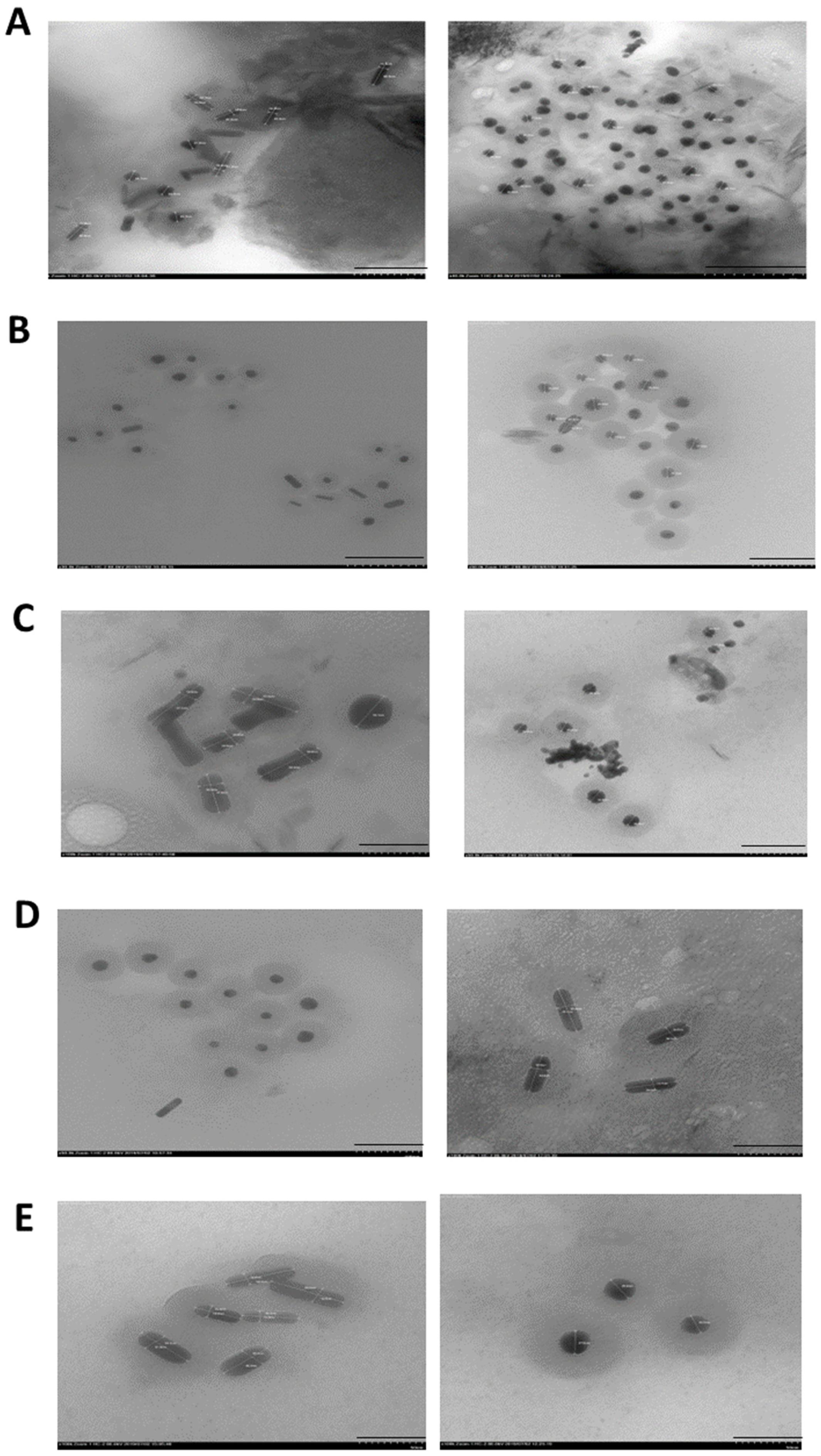 Marinedrugs 22 00089 g005